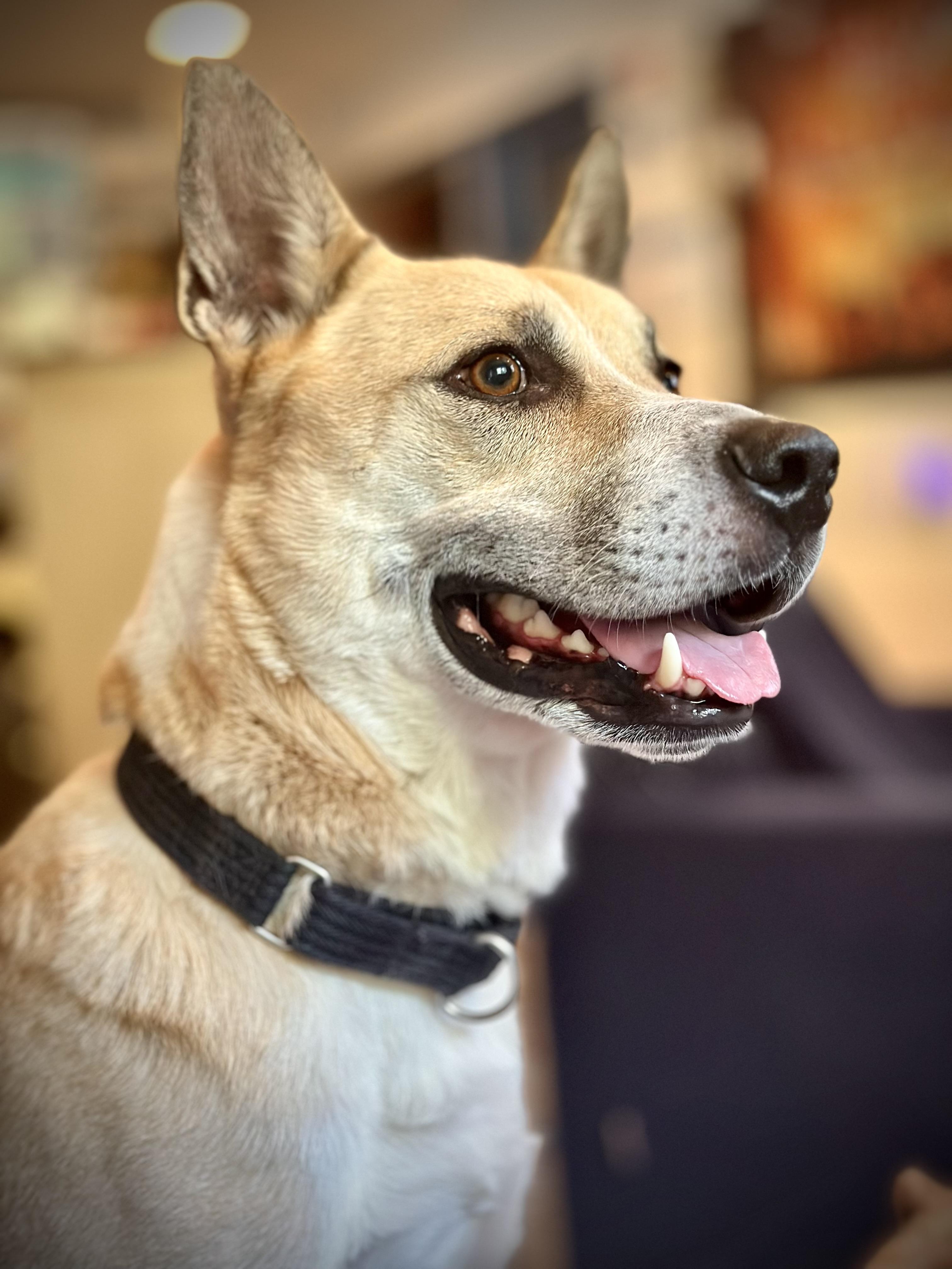 BLUE, a Adoptable mixed breed in Silvana, WA image 2/5