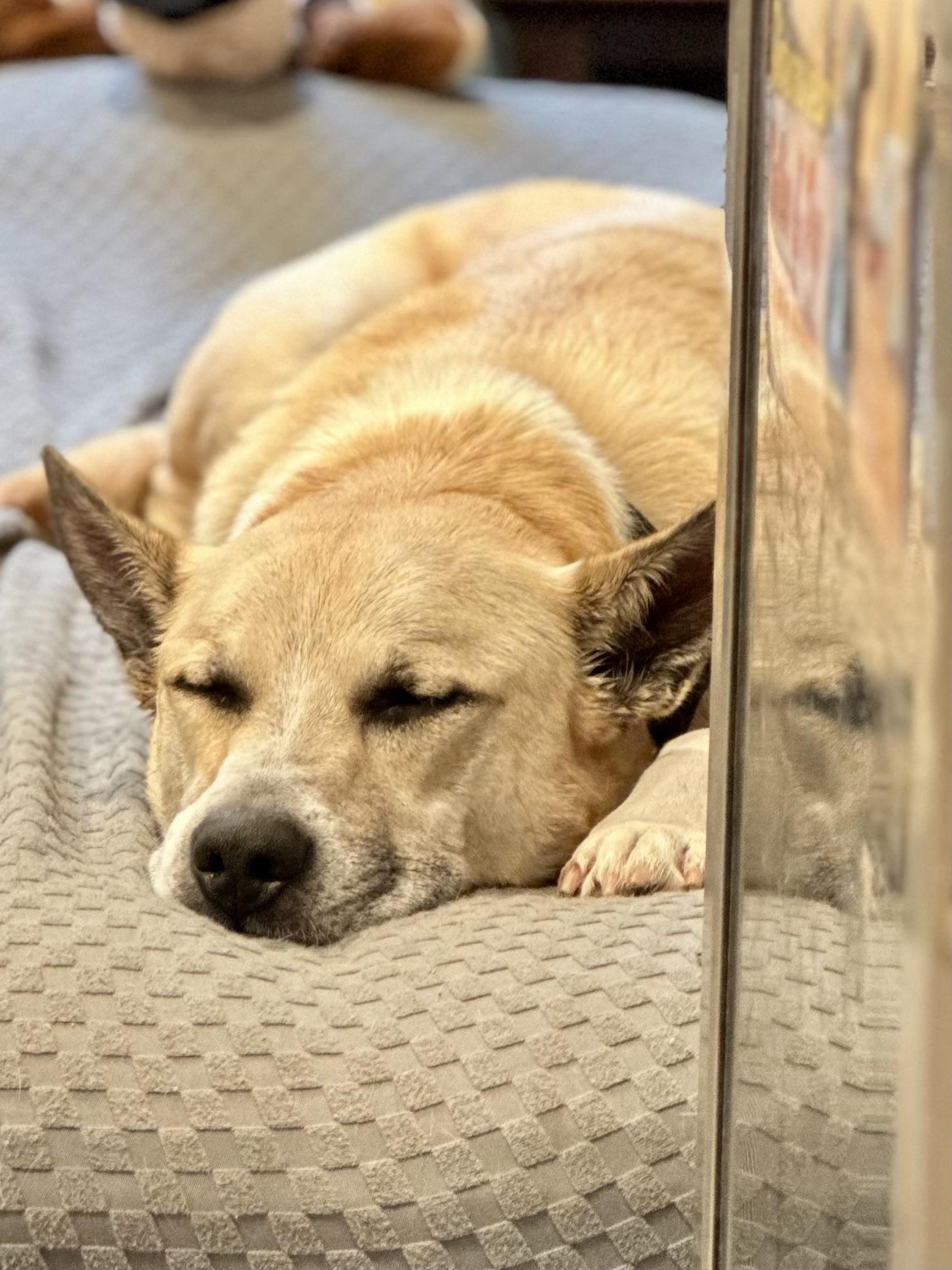 BLUE, a Adoptable mixed breed in Silvana, WA image 3/5