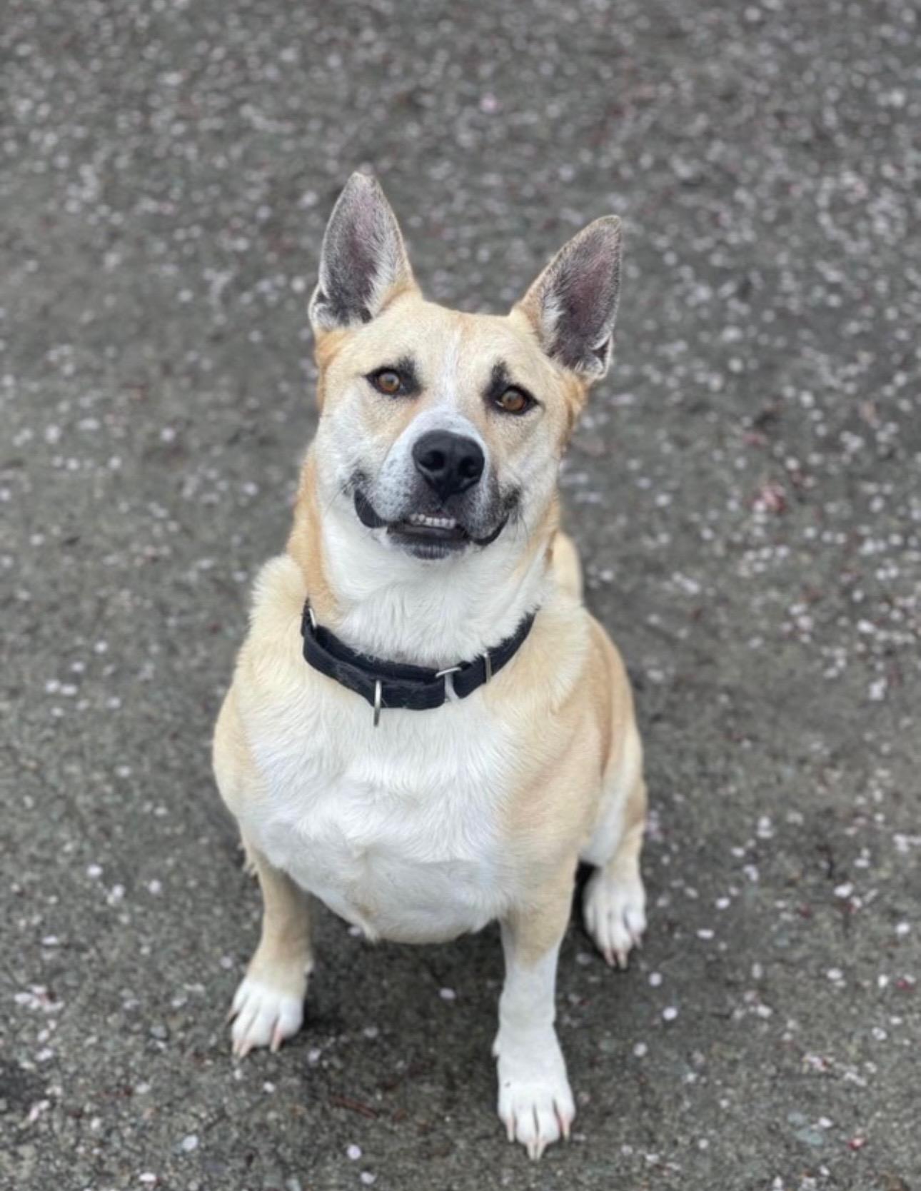 BLUE, a Adoptable mixed breed in Silvana, WA image 5/5