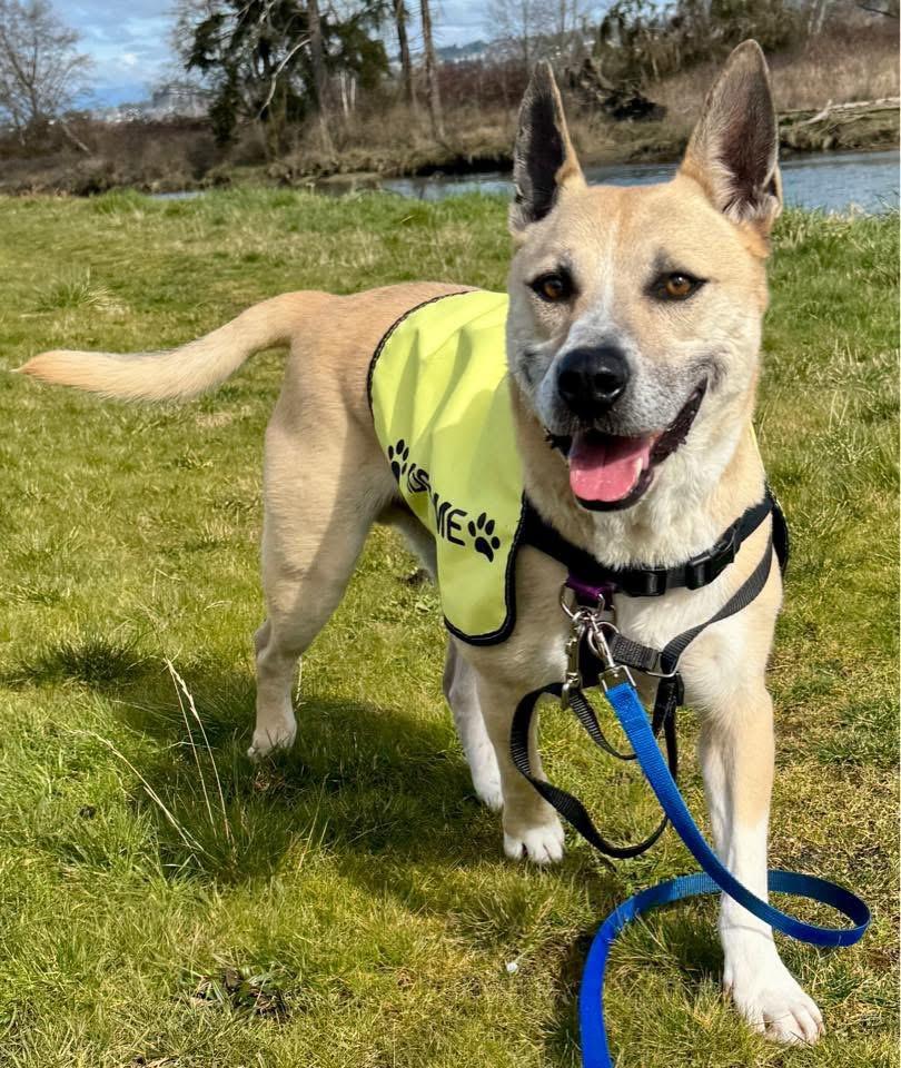 Blue, Adoptable, Senior Male Shepherd.