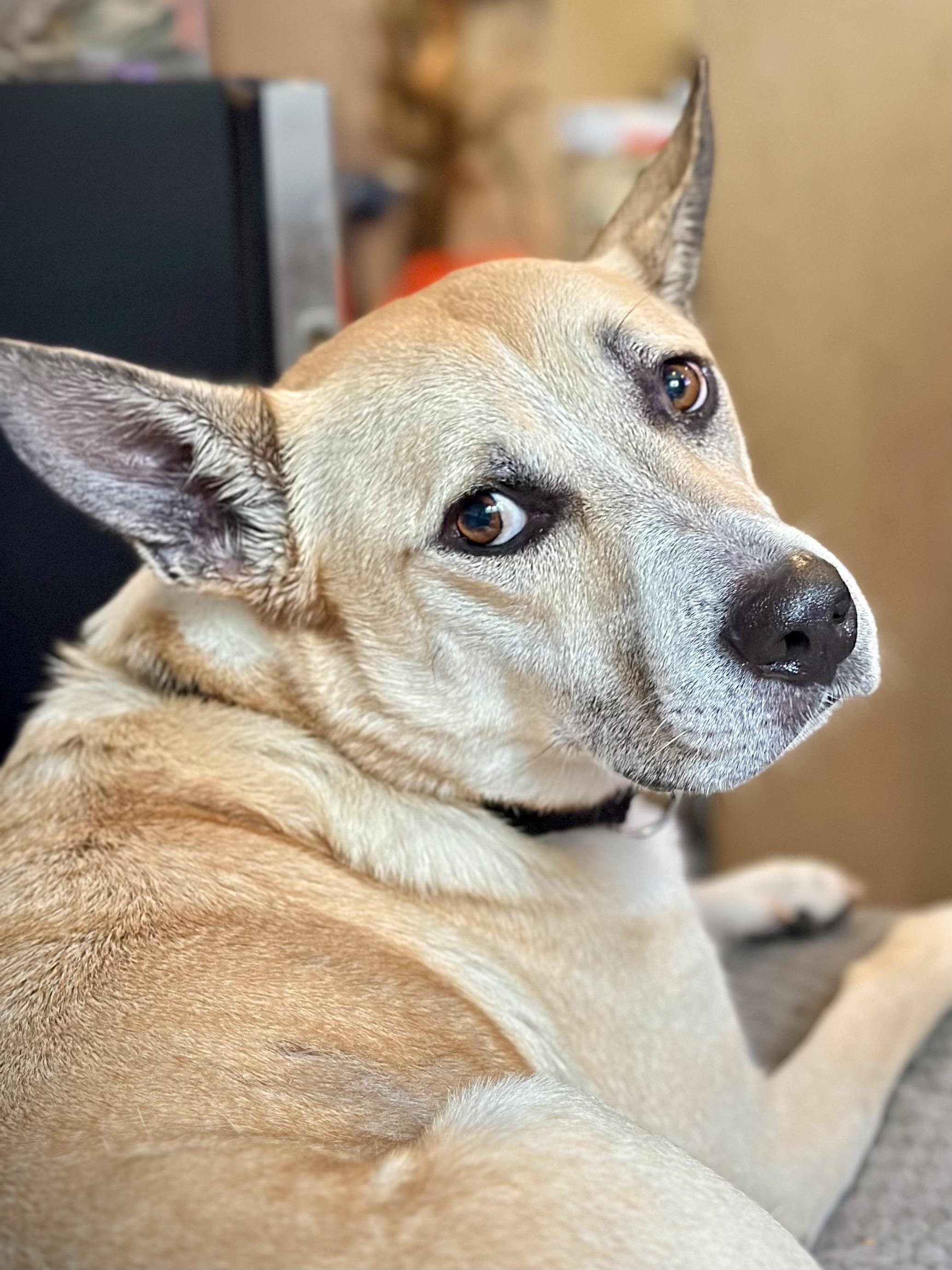 BLUE, a Adoptable mixed breed in Silvana, WA image 1/5