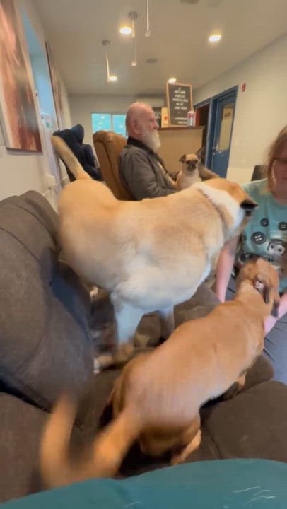 Enlarge Blue, a Adoptable mixed breed in Silvana, WA video 6/6