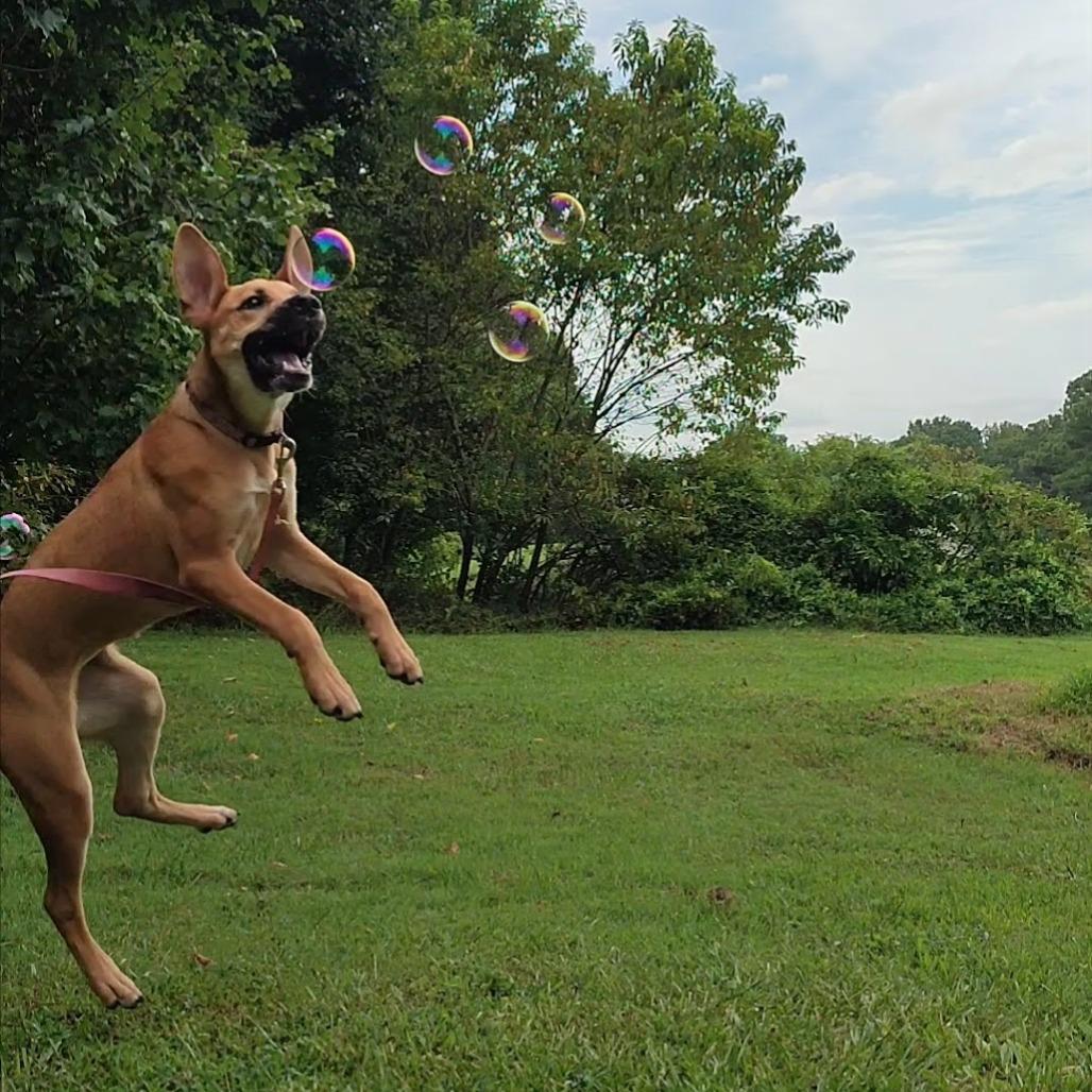 Millie — thumbnail 2