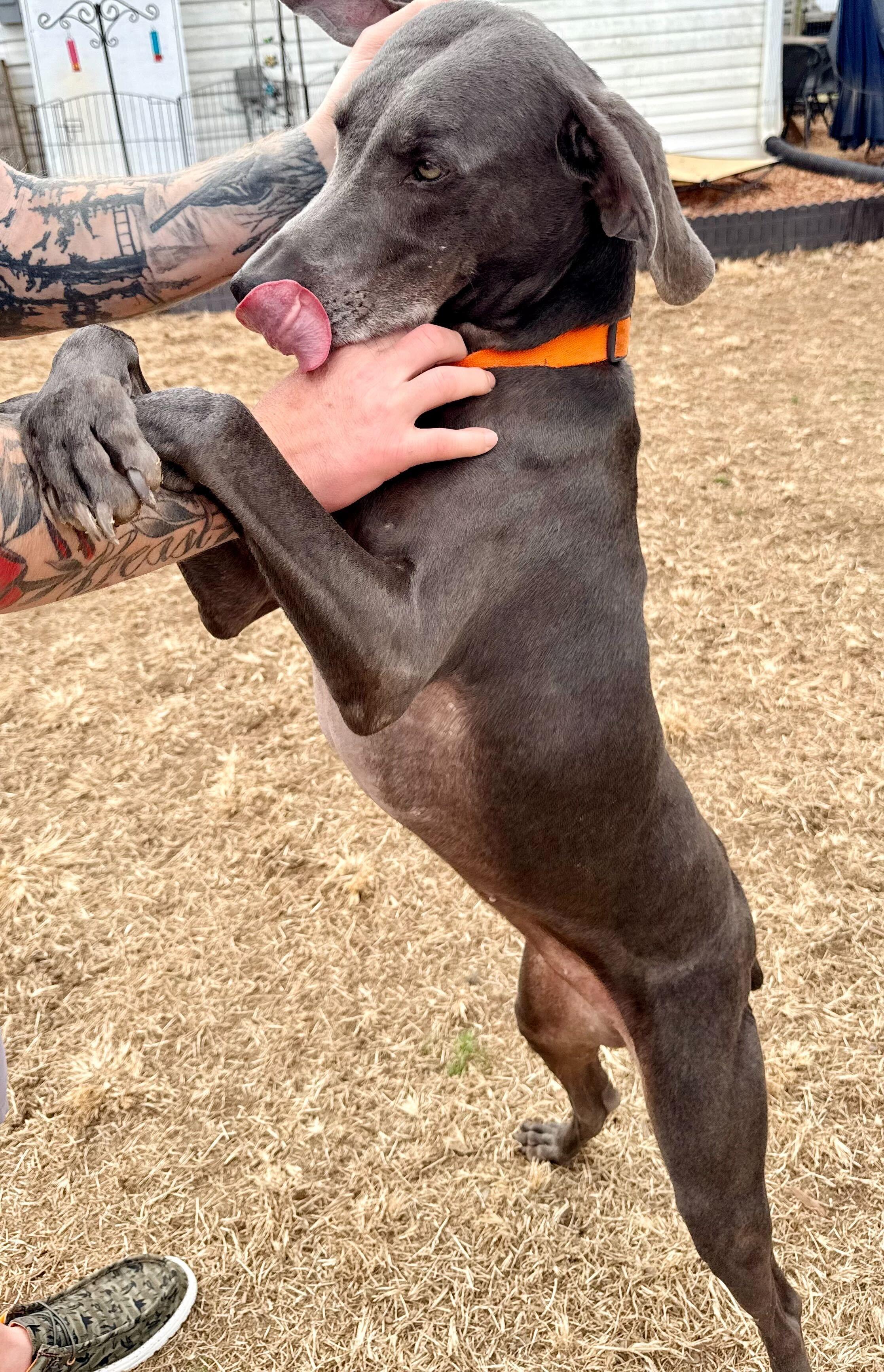 Enlarge Millie 1225, an adopted Weimaraner in Monroe, NC image 2/3