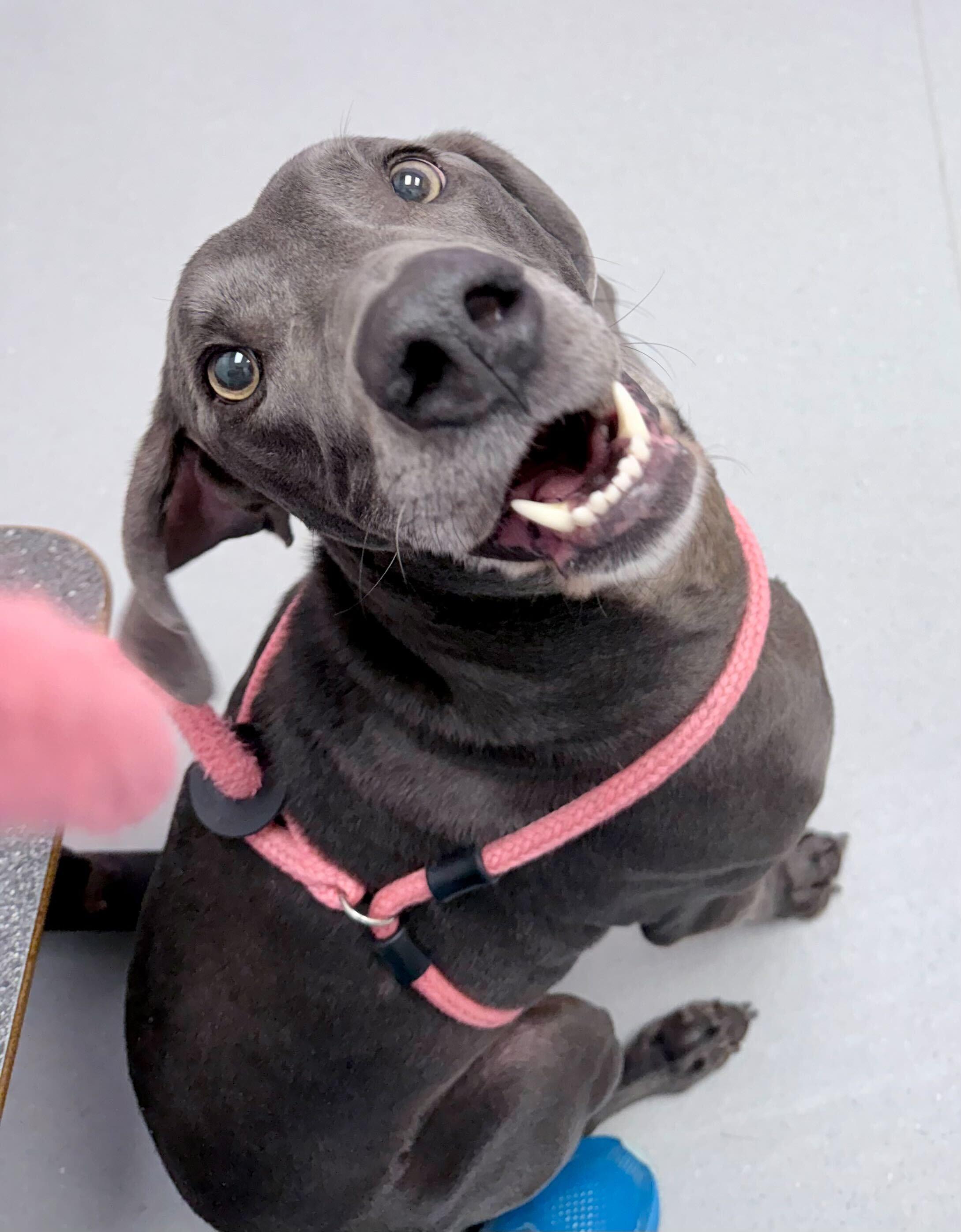 Enlarge Millie 1225, an adopted Weimaraner in Monroe, NC image 3/3