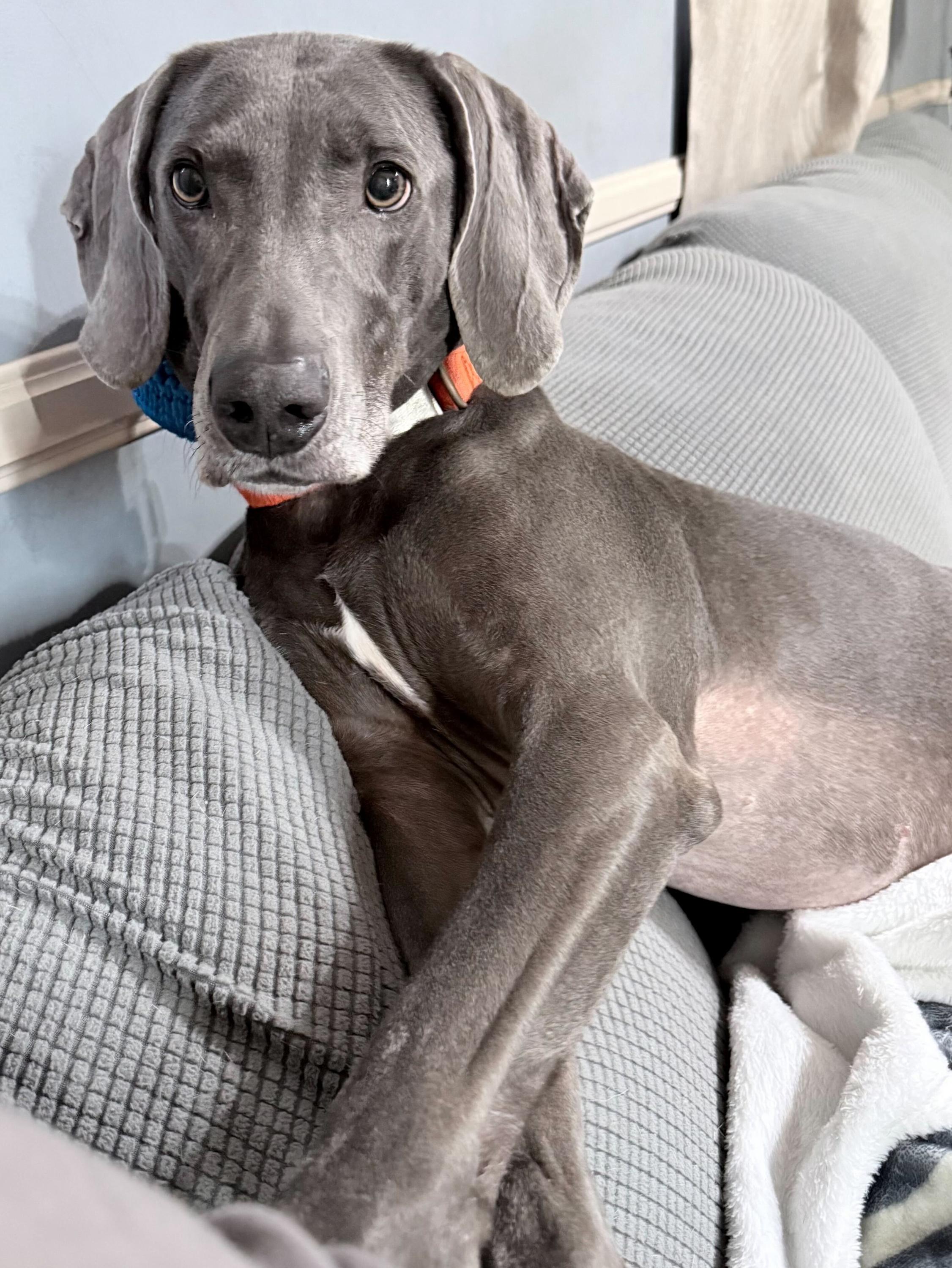 Enlarge Millie 1225, an adopted Weimaraner in Monroe, NC image 1/3