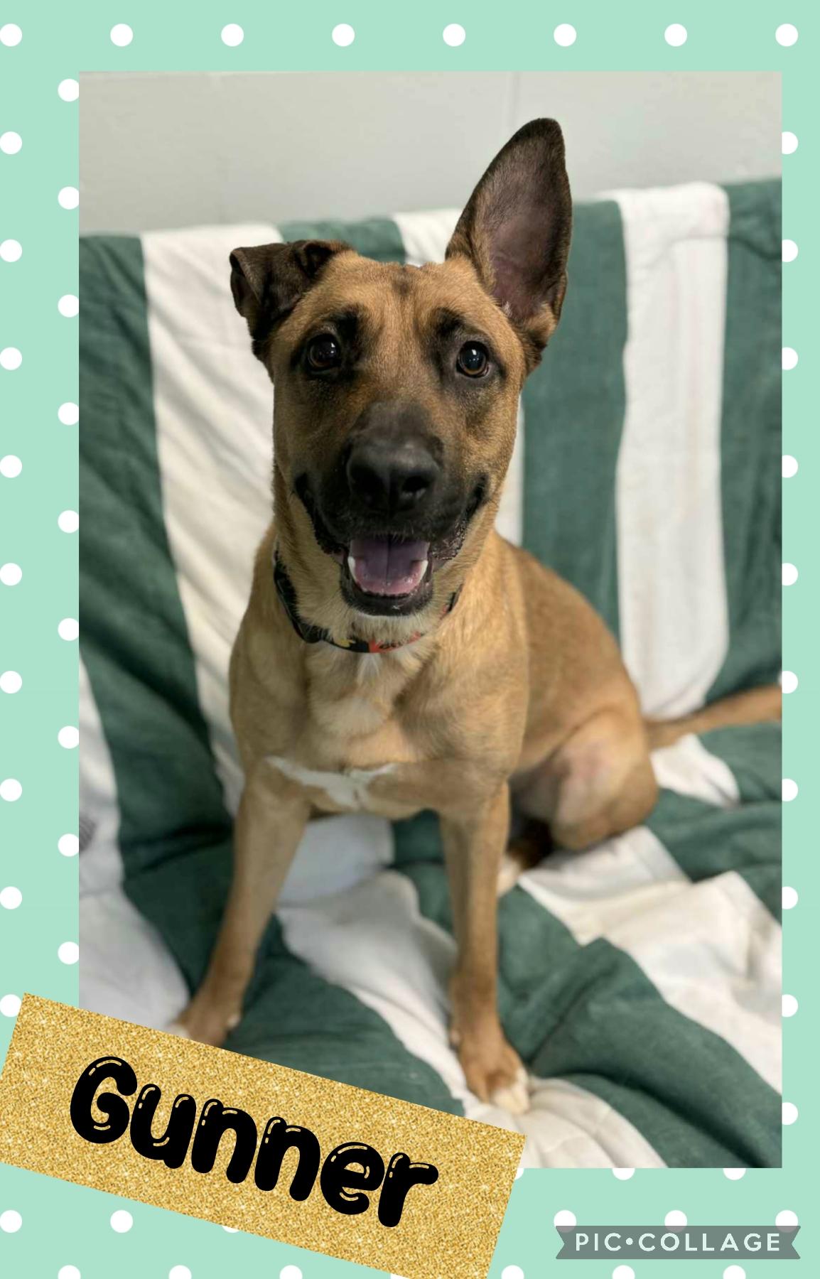 Gunner, Adoptable, Adult Male German Shepherd Dog.