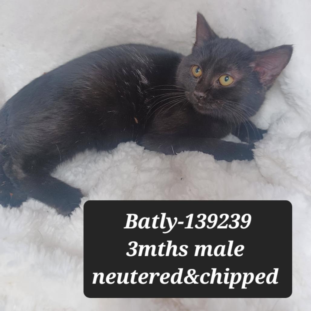 Enlarge Batly, a Adoptable Domestic Short Hair in New Tazewell, TN image 1/1