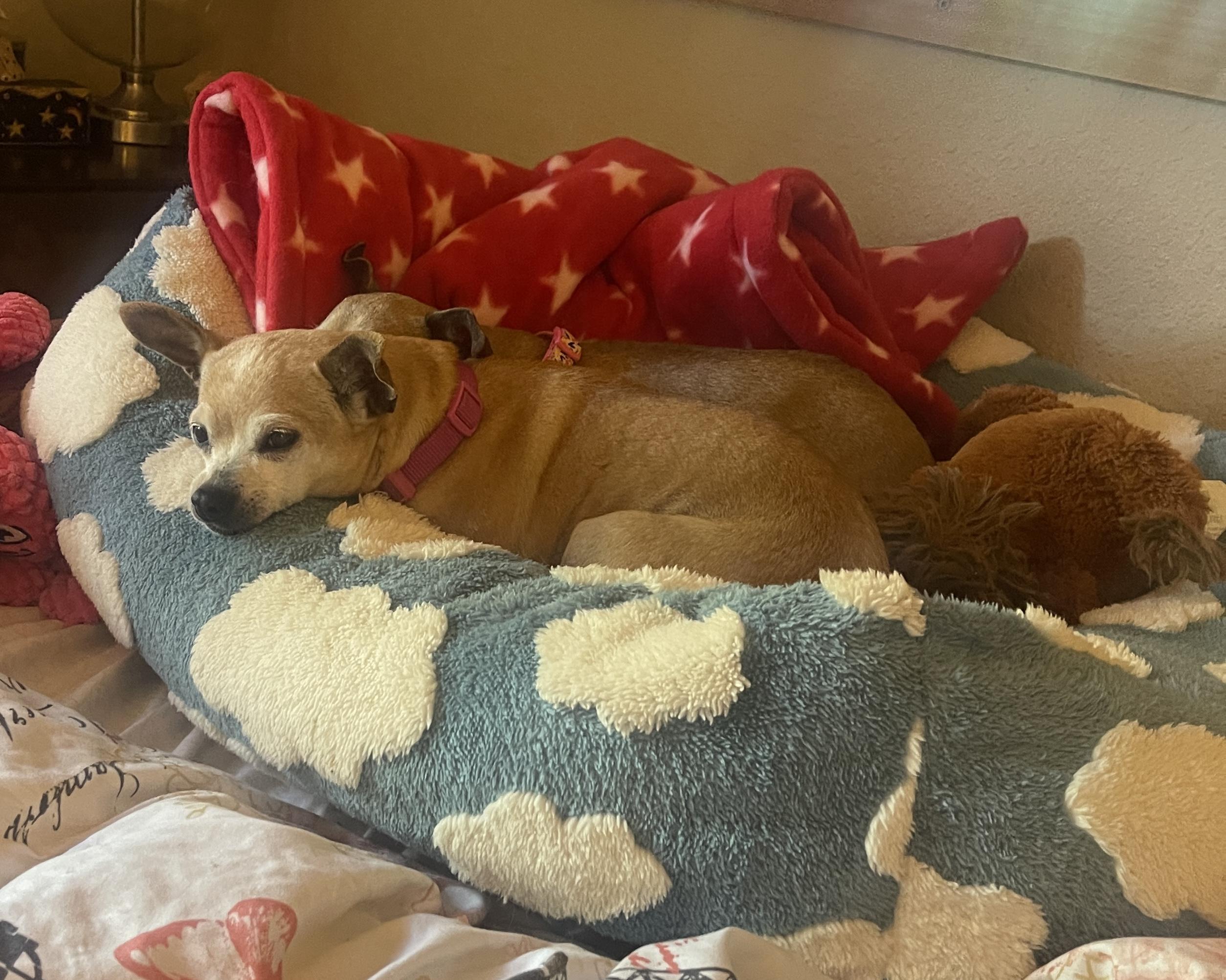 Ethel, ADOPTABLE, Senior Female Chihuahua.