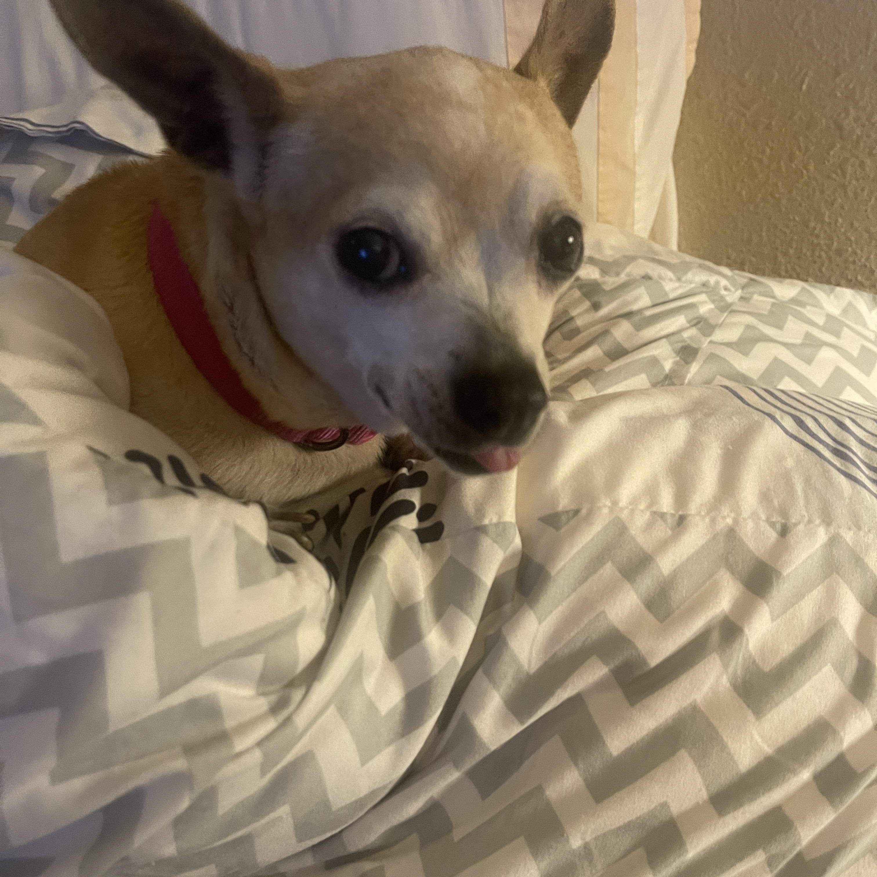 Enlarge Ethel, a ADOPTABLE Chihuahua in Sherman Oaks, CA image 4/5
