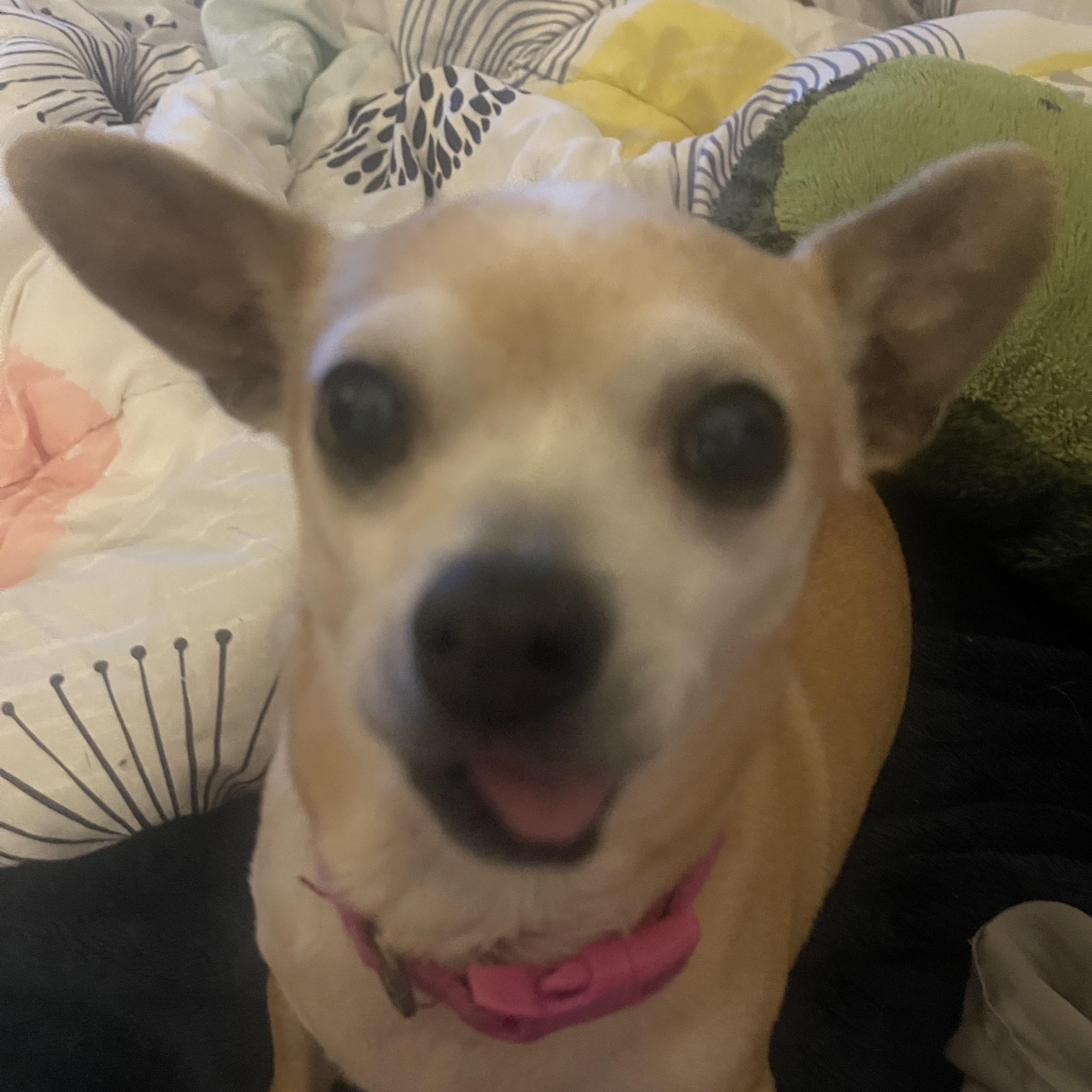 Enlarge Ethel, a ADOPTABLE Chihuahua in Sherman Oaks, CA image 5/5