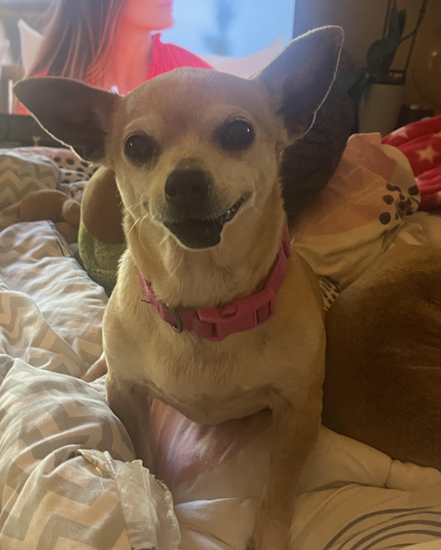 Enlarge Ethel, a ADOPTABLE Chihuahua in Sherman Oaks, CA image 2/5