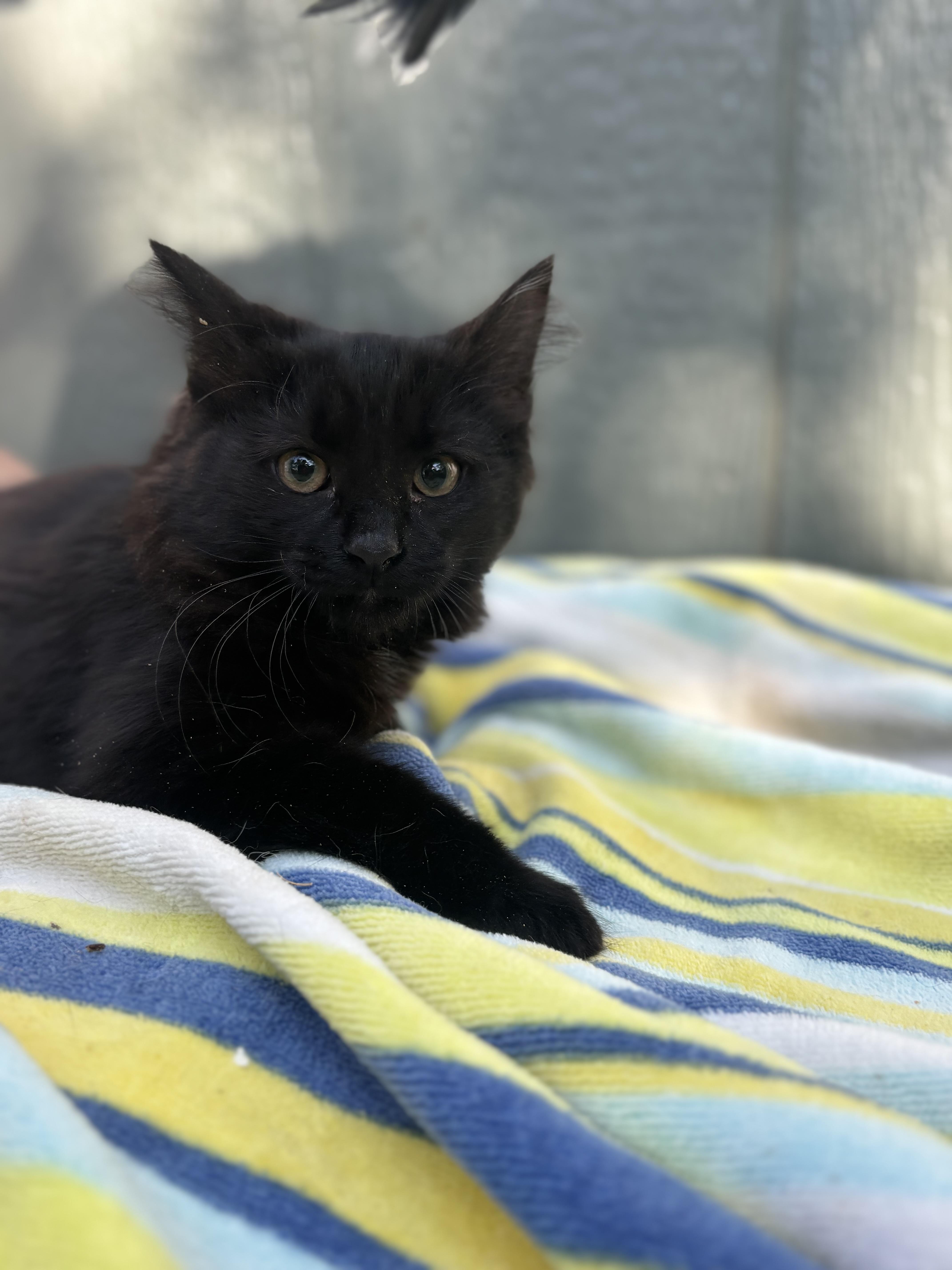 Maddie, ADOPTABLE, Kitten Female Domestic Long Hair.