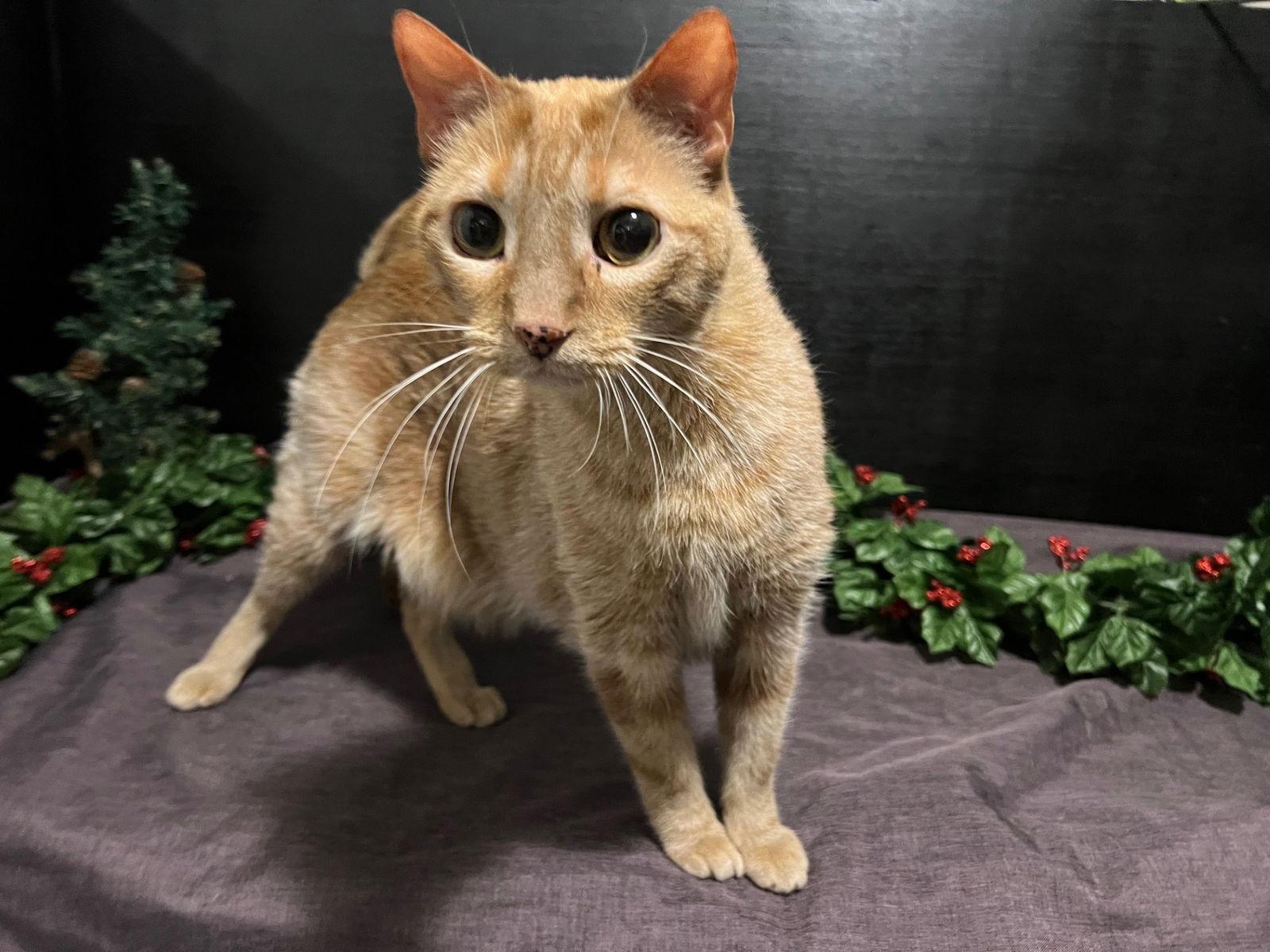 Cheeto, a Adoptable mixed breed in Fayetteville, GA image 1/3