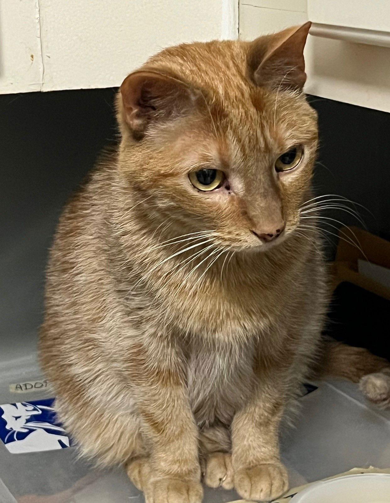 Cheeto, a Adoptable mixed breed in Fayetteville, GA image 2/3