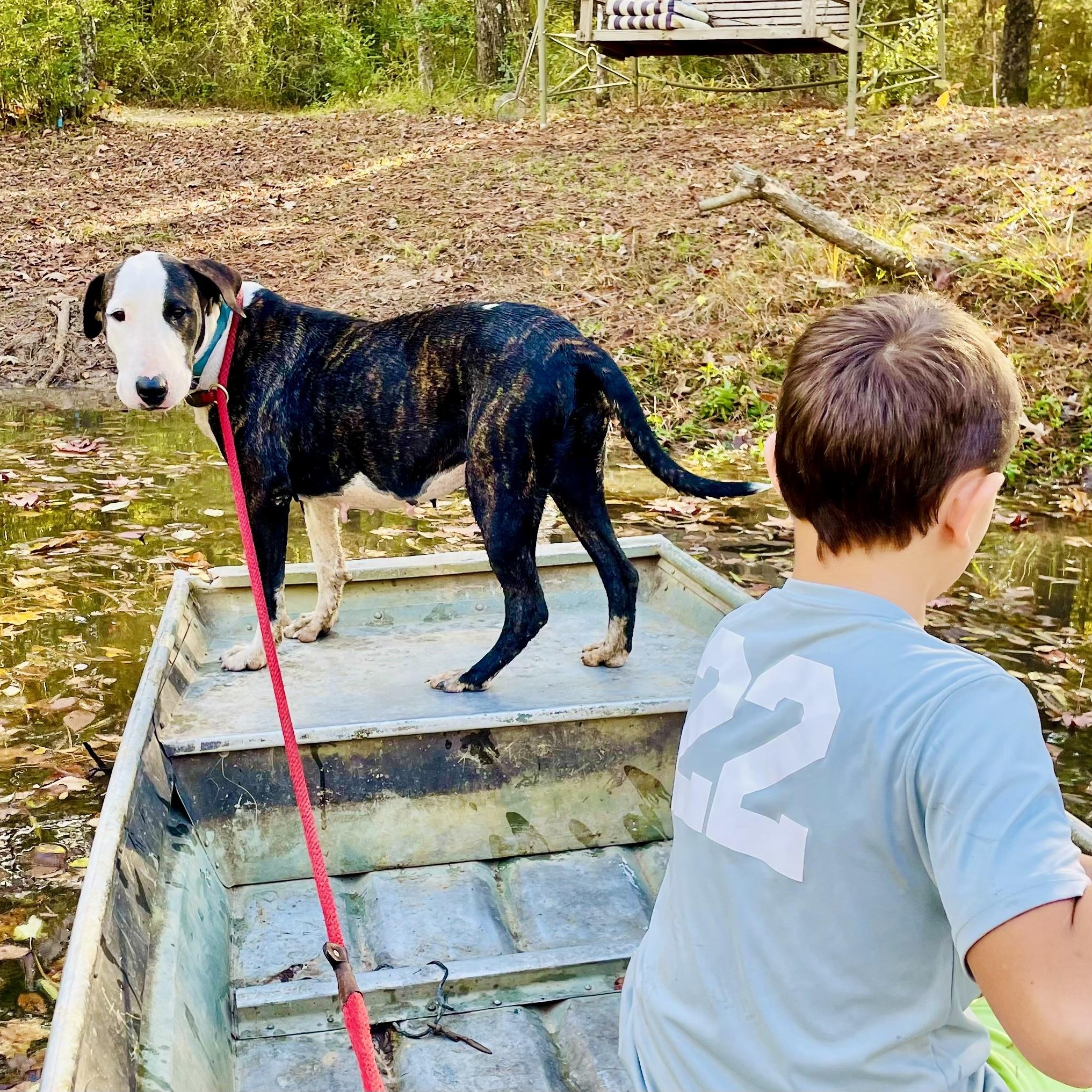 Enlarge BABETTE , a ADOPTABLE mixed breed in Bethpage, NY image 4/6