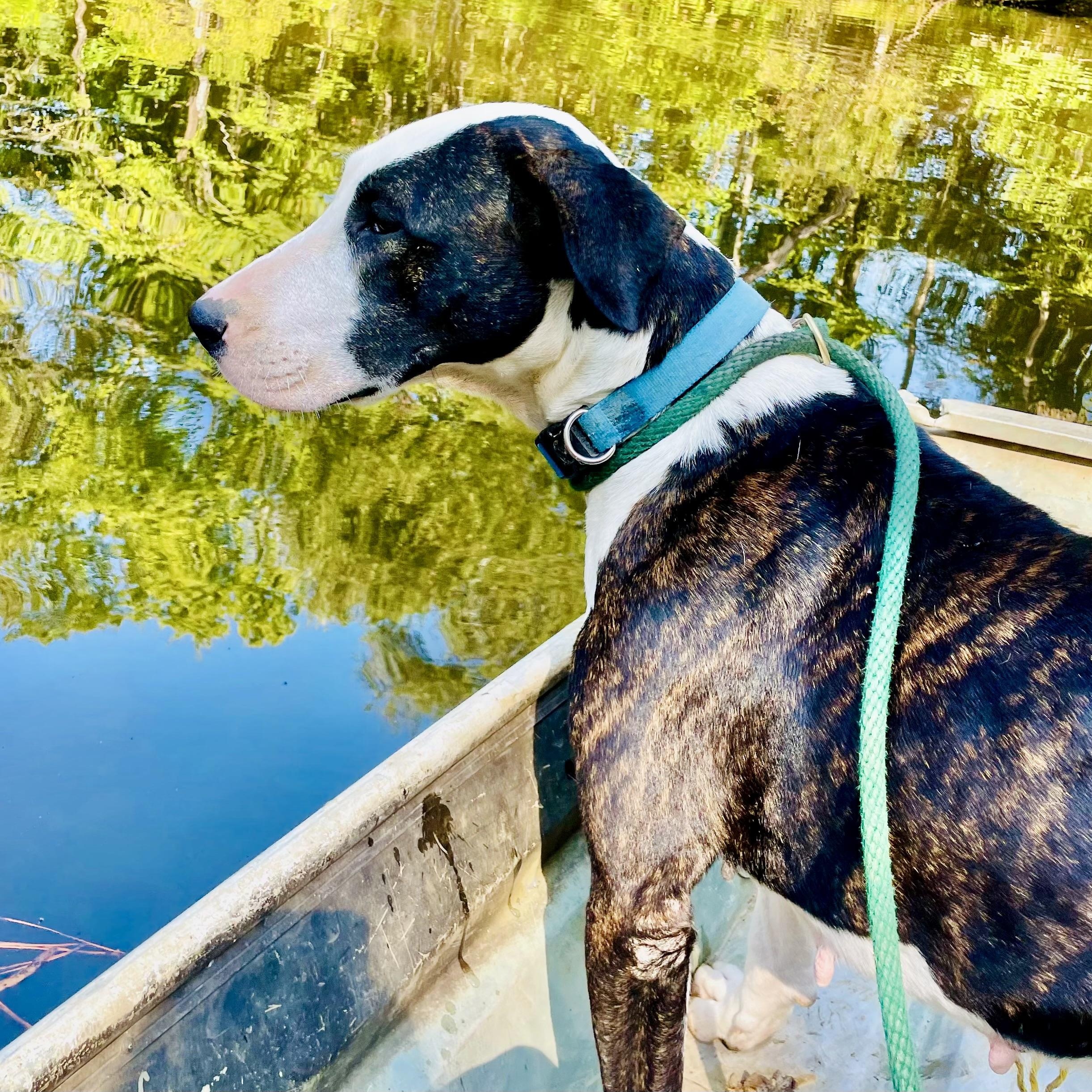 Enlarge BABETTE , a ADOPTABLE mixed breed in Bethpage, NY image 5/6