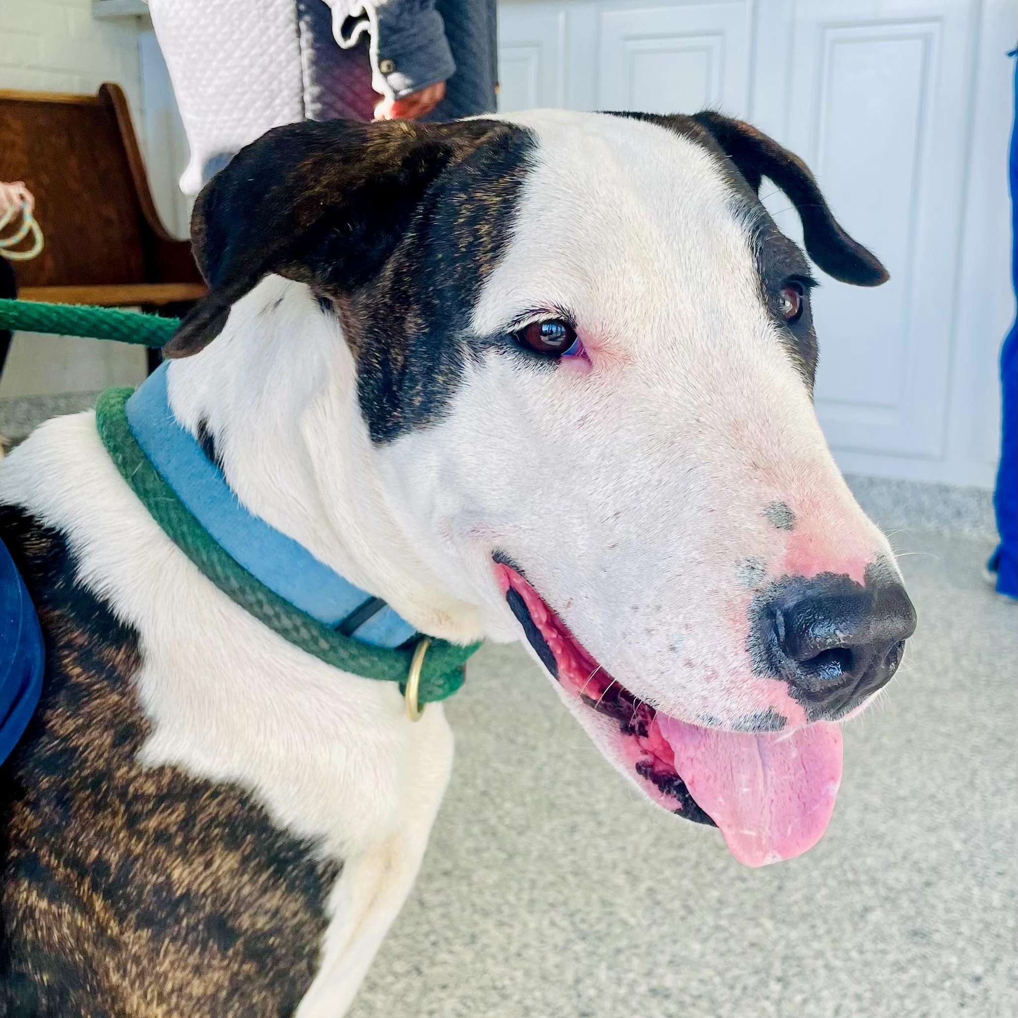 Enlarge BABETTE , a ADOPTABLE mixed breed in Bethpage, NY image 2/6