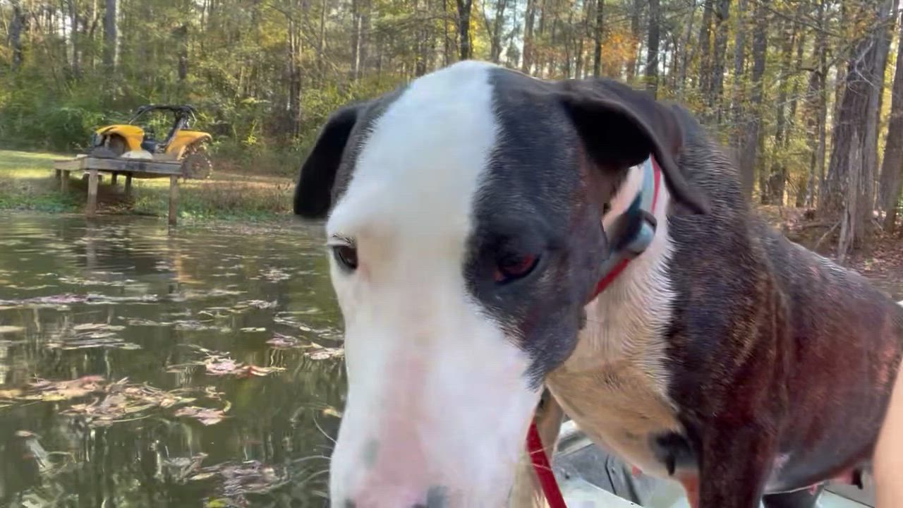 Enlarge BABETTE , a ADOPTABLE mixed breed in Bethpage, NY video 6/6