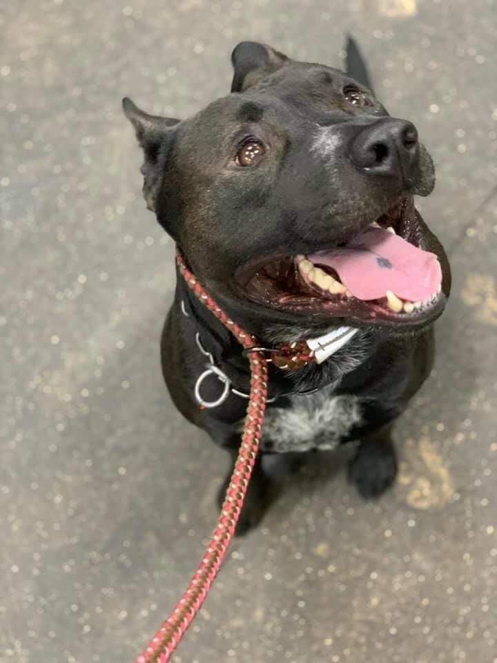 Enlarge Wednesday - LOWELL, IN, a Adoptable mixed breed in LOWELL, IN image 1/5