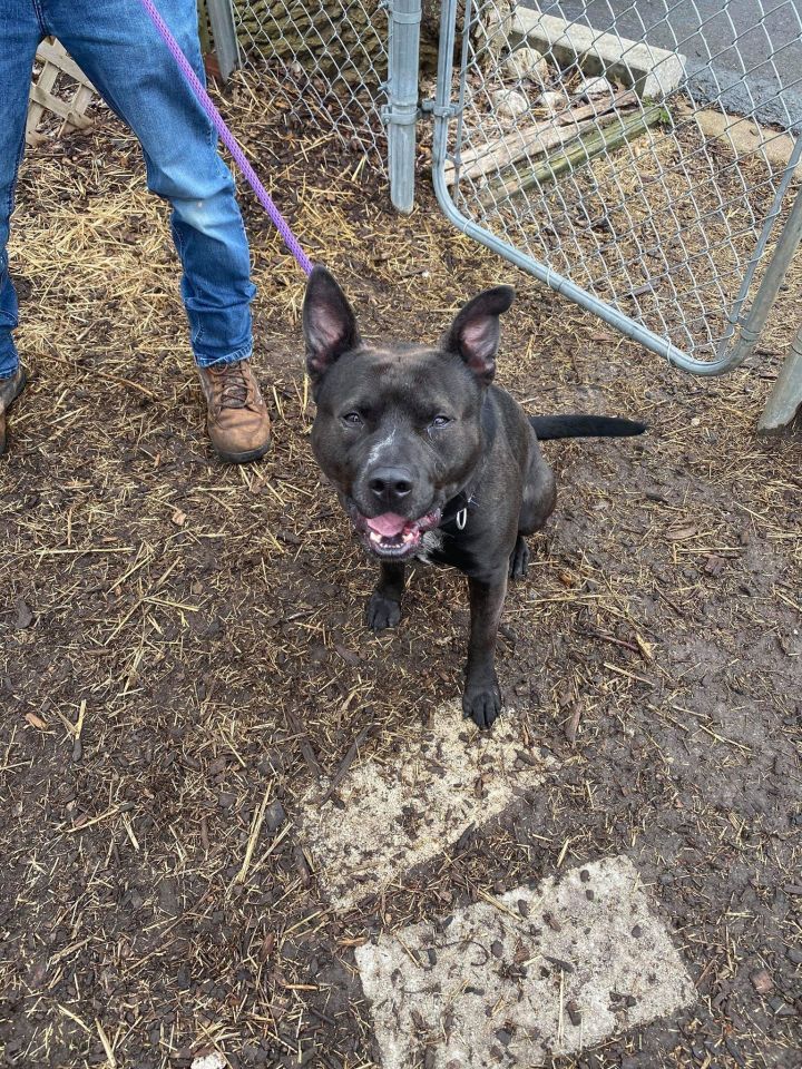 Enlarge Wednesday - LOWELL, IN, a Adoptable mixed breed in LOWELL, IN image 2/5