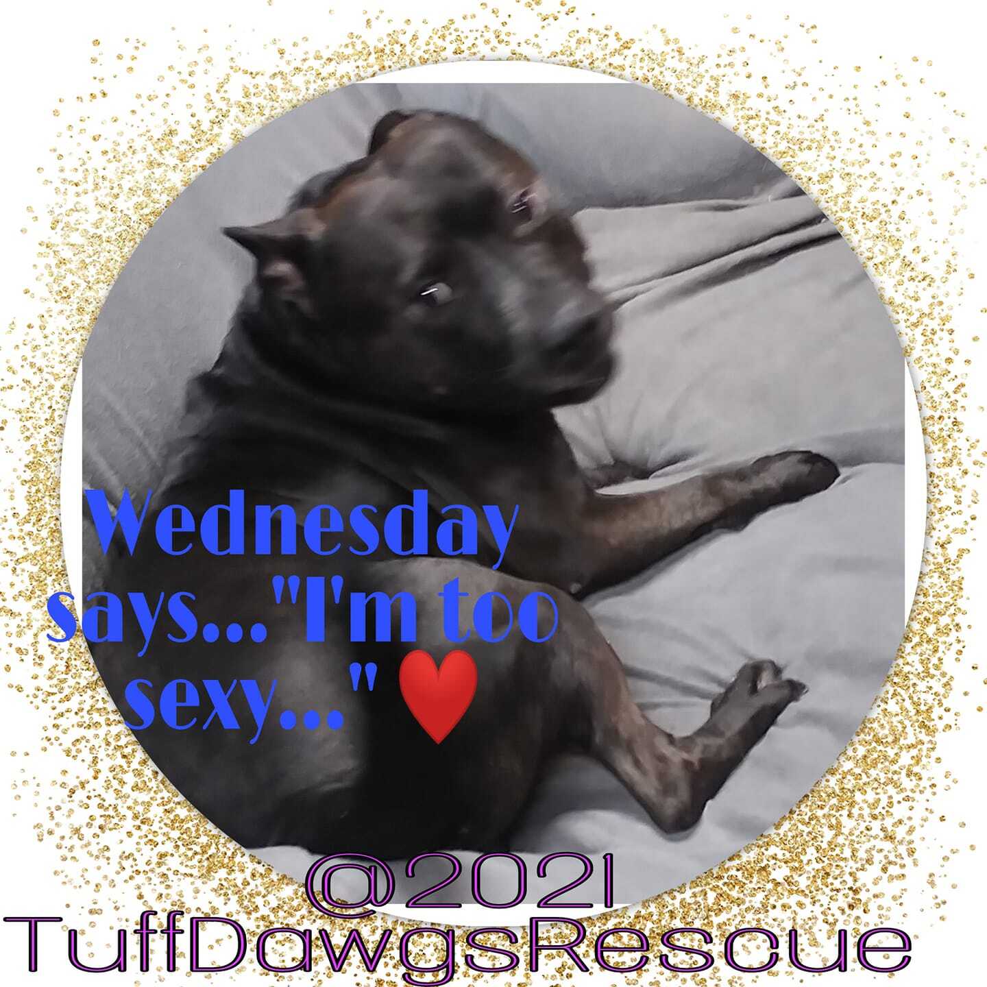 Enlarge Wednesday - LOWELL, IN, a Adoptable mixed breed in LOWELL, IN image 3/5