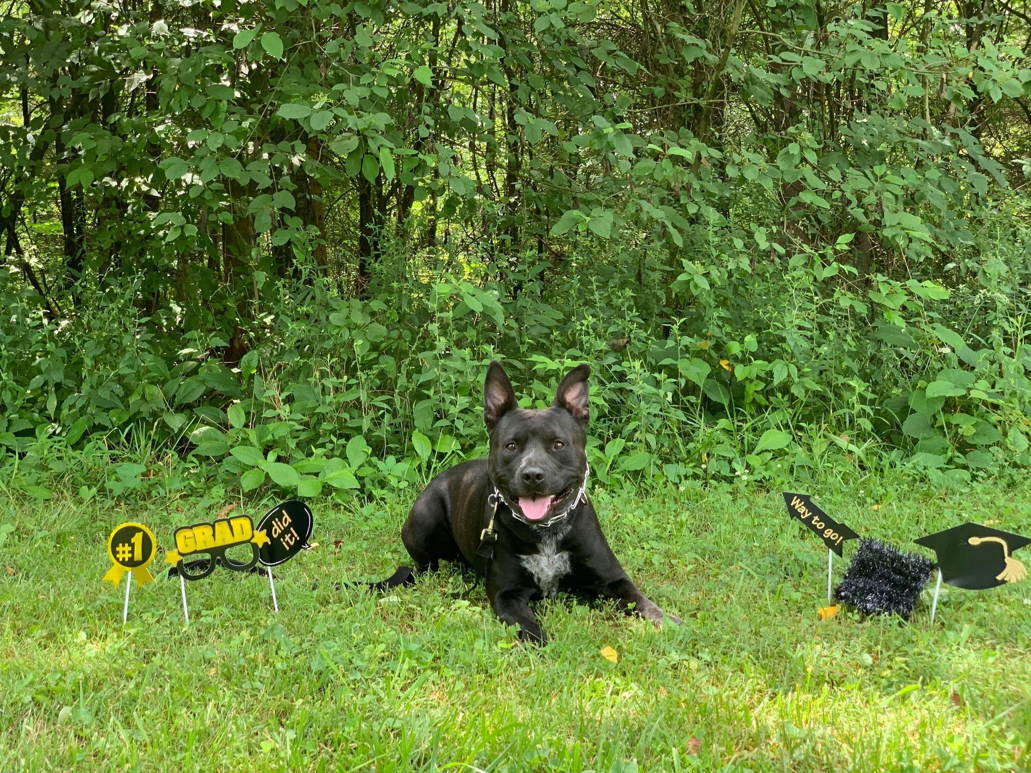 Enlarge Wednesday - LOWELL, IN, a Adoptable mixed breed in LOWELL, IN image 4/5