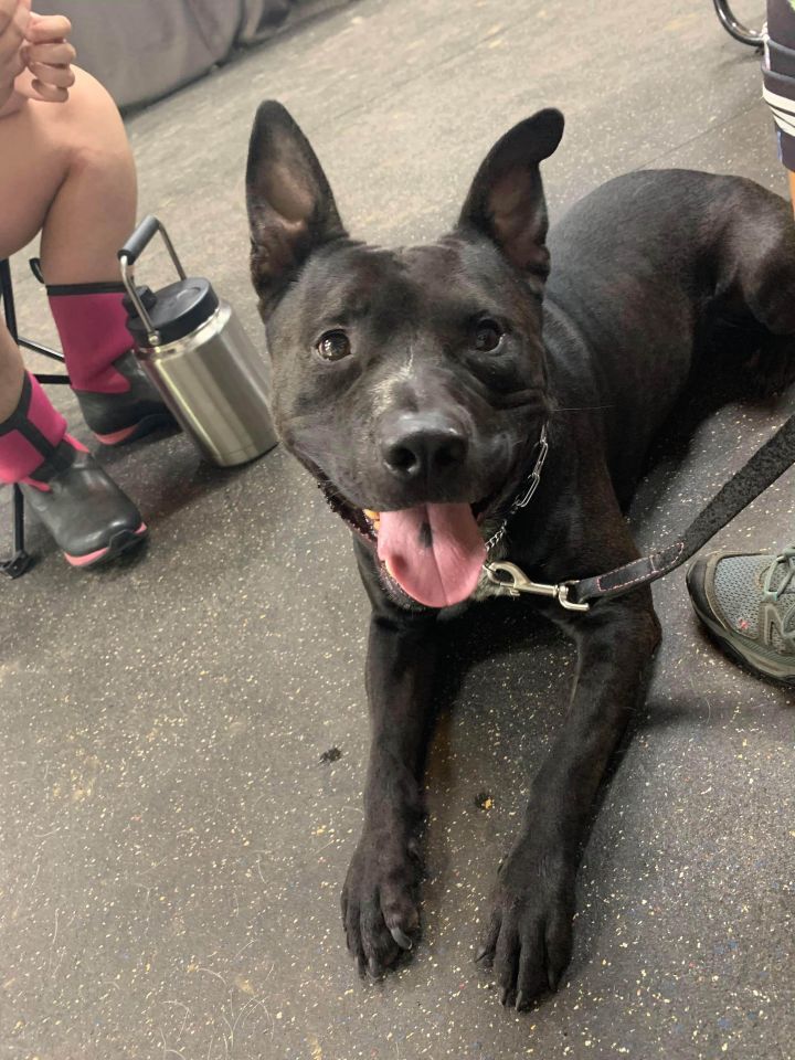 Enlarge Wednesday - LOWELL, IN, a Adoptable mixed breed in LOWELL, IN image 5/5