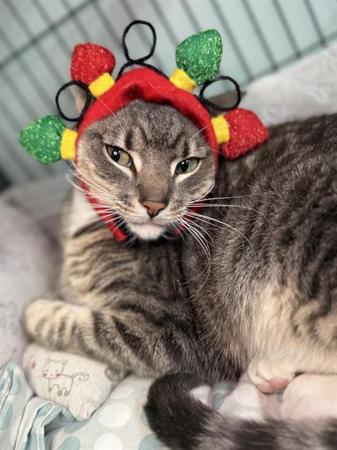 MILO, Adoptable, Adult Male Domestic Short Hair.