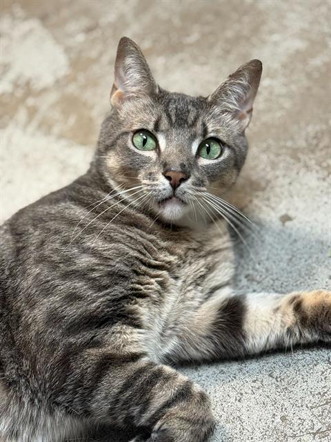 Enlarge MILO, a Adoptable Domestic Short Hair in Fort Walton Beach, FL image 1/1