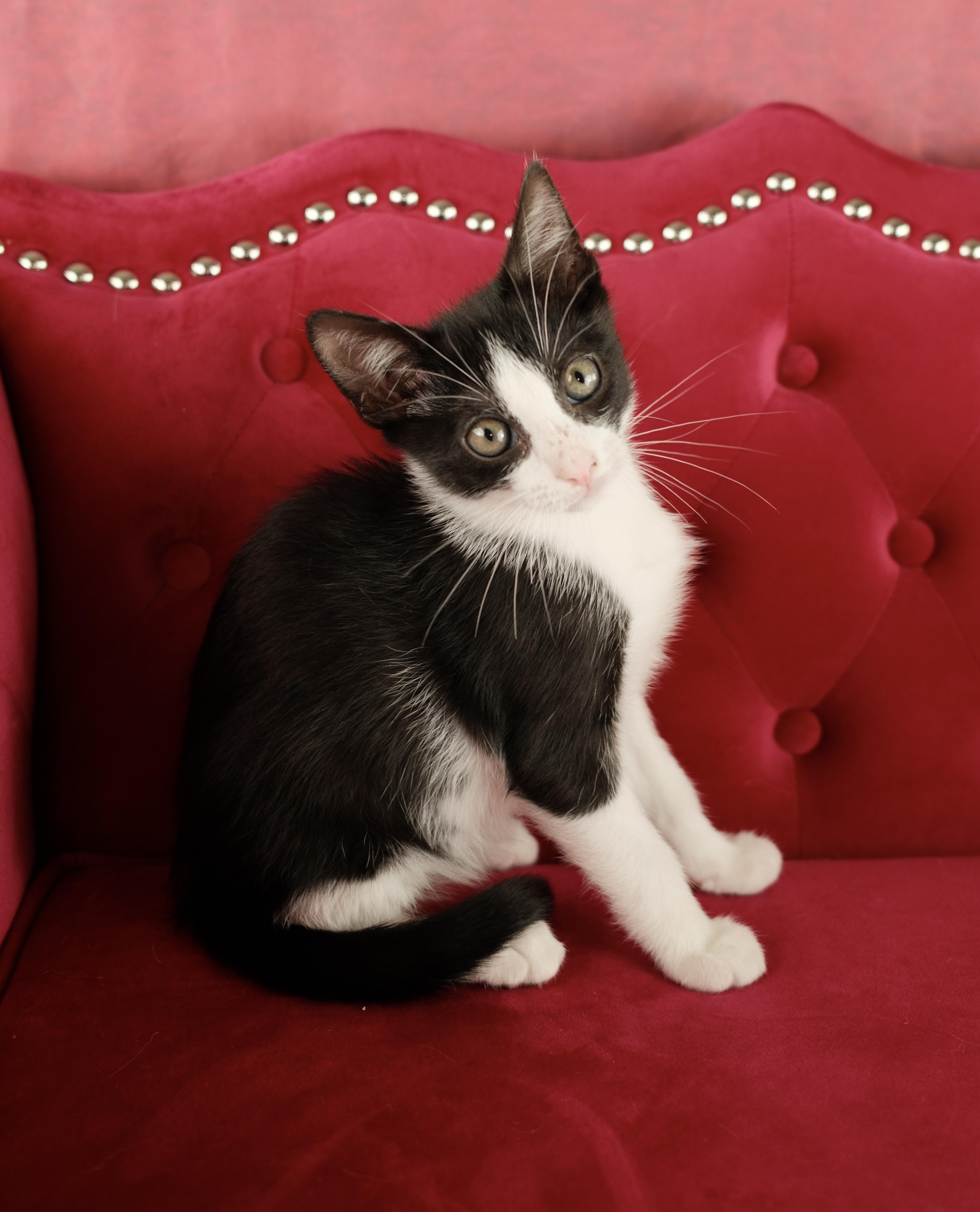 Kaibo, a ADOPTABLE Tuxedo in Houston, TX image 2/6