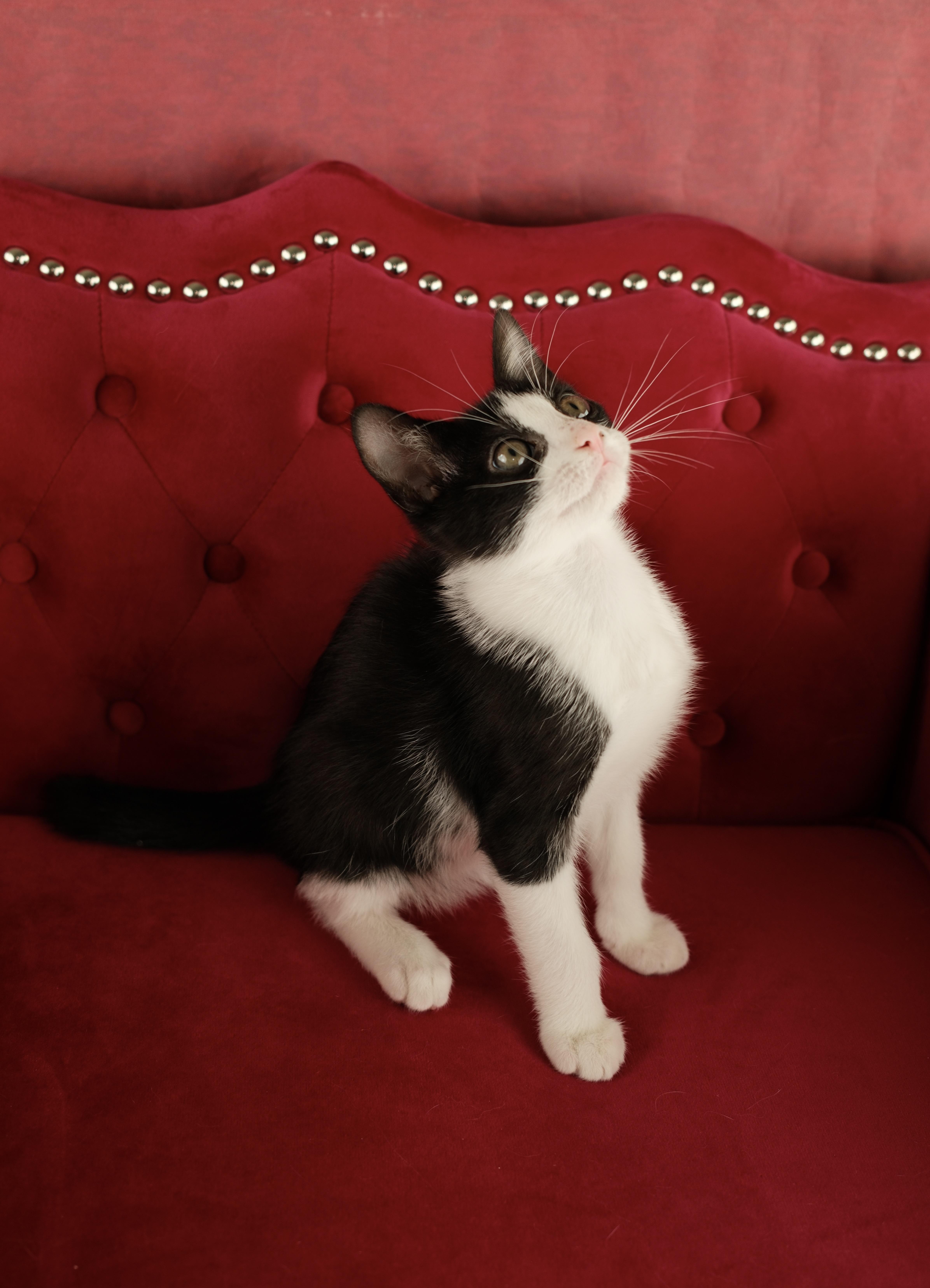 Kaibo, ADOPTABLE, Kitten Male Tuxedo.