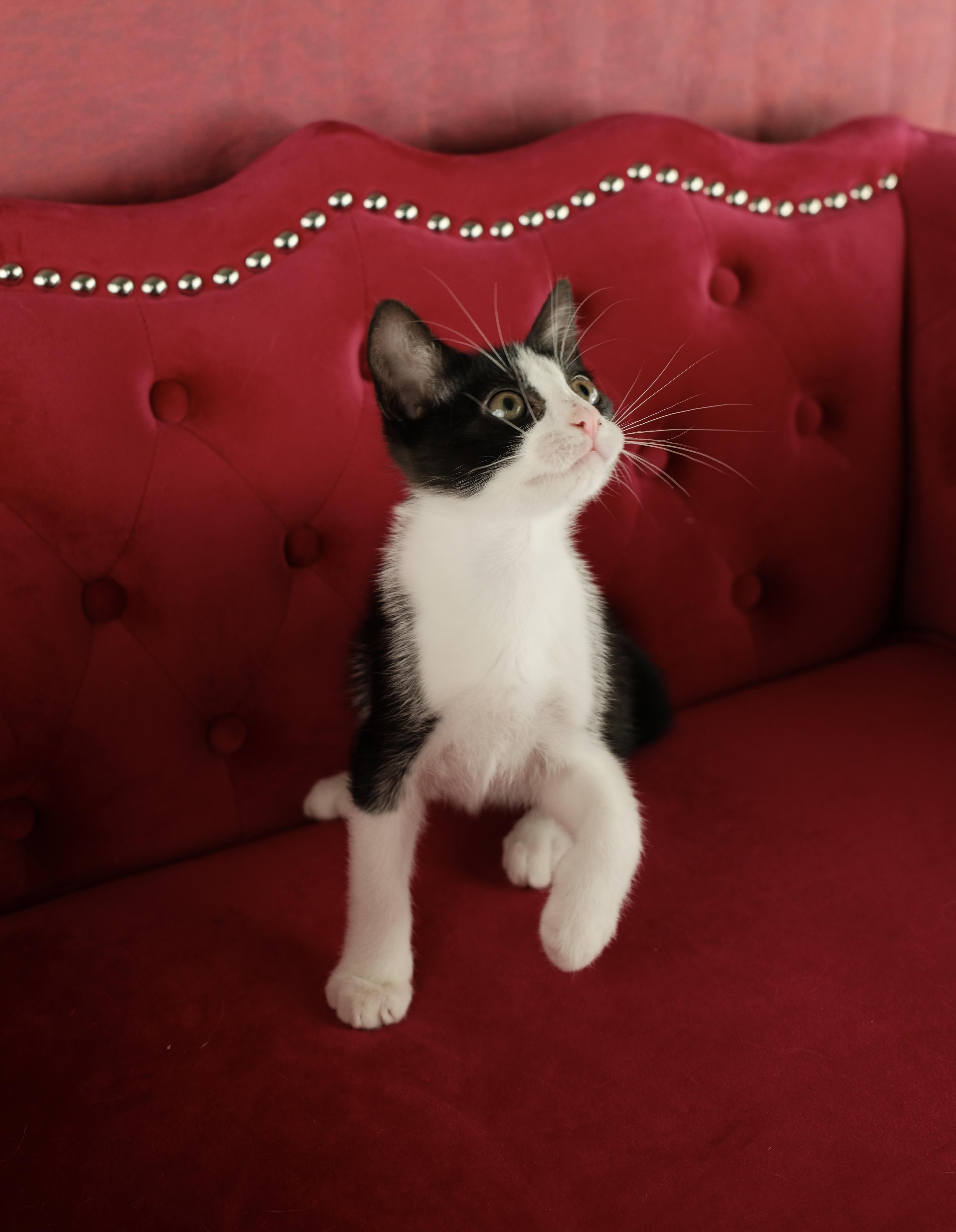 Kaibo, a ADOPTABLE Tuxedo in Houston, TX image 4/6