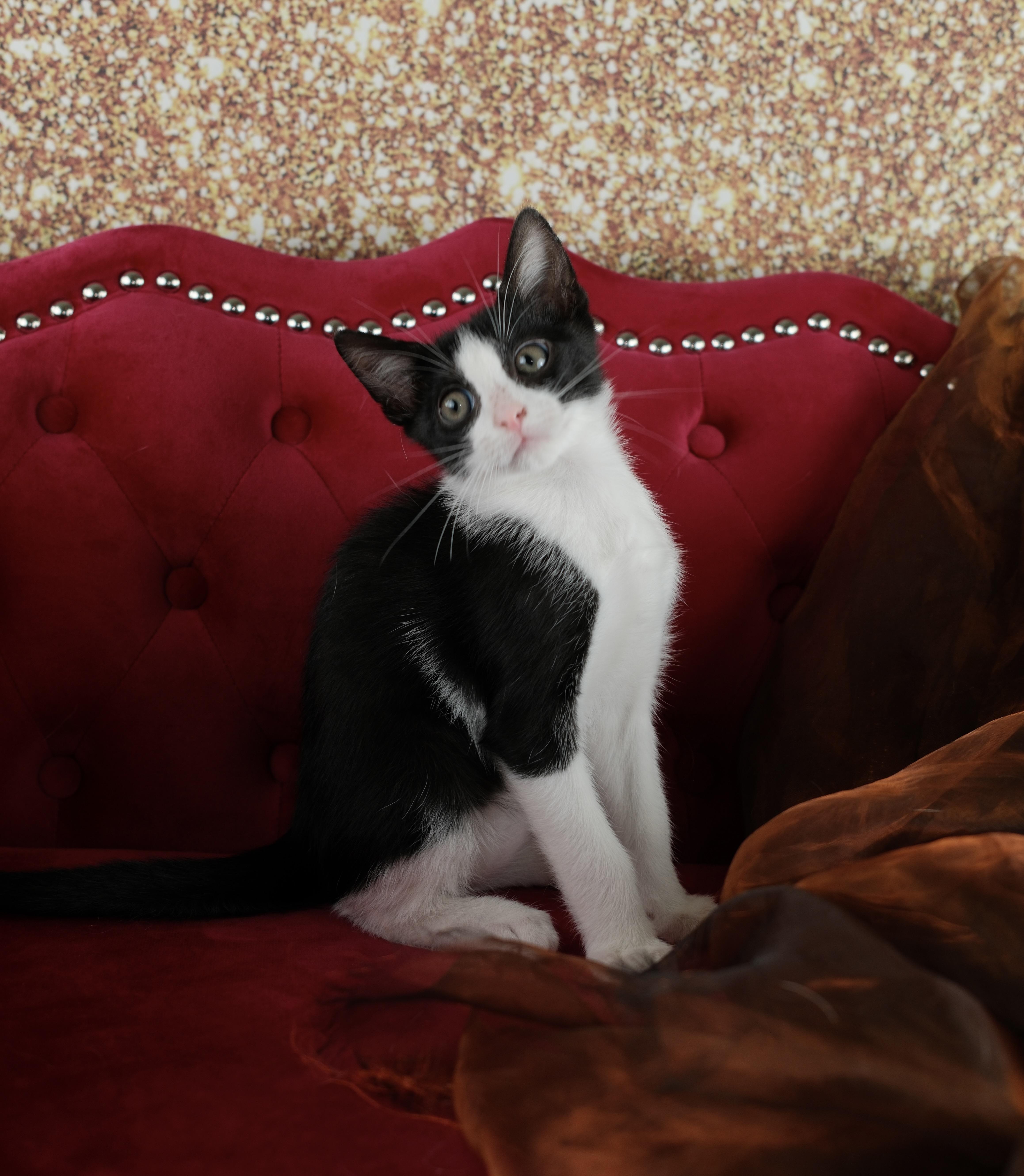 Kaibo, a ADOPTABLE Tuxedo in Houston, TX image 5/6