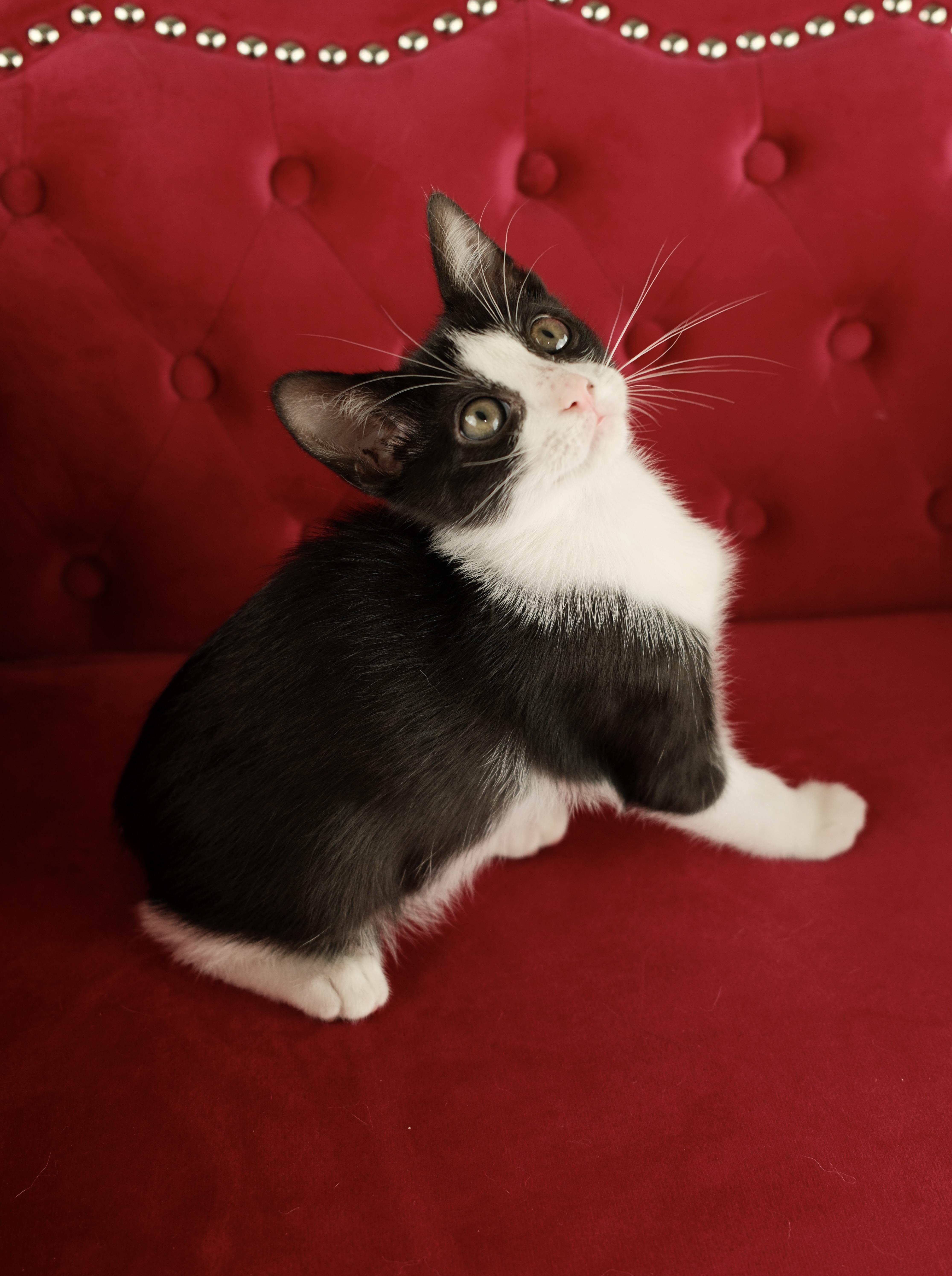 Kaibo, a ADOPTABLE Tuxedo in Houston, TX image 6/6