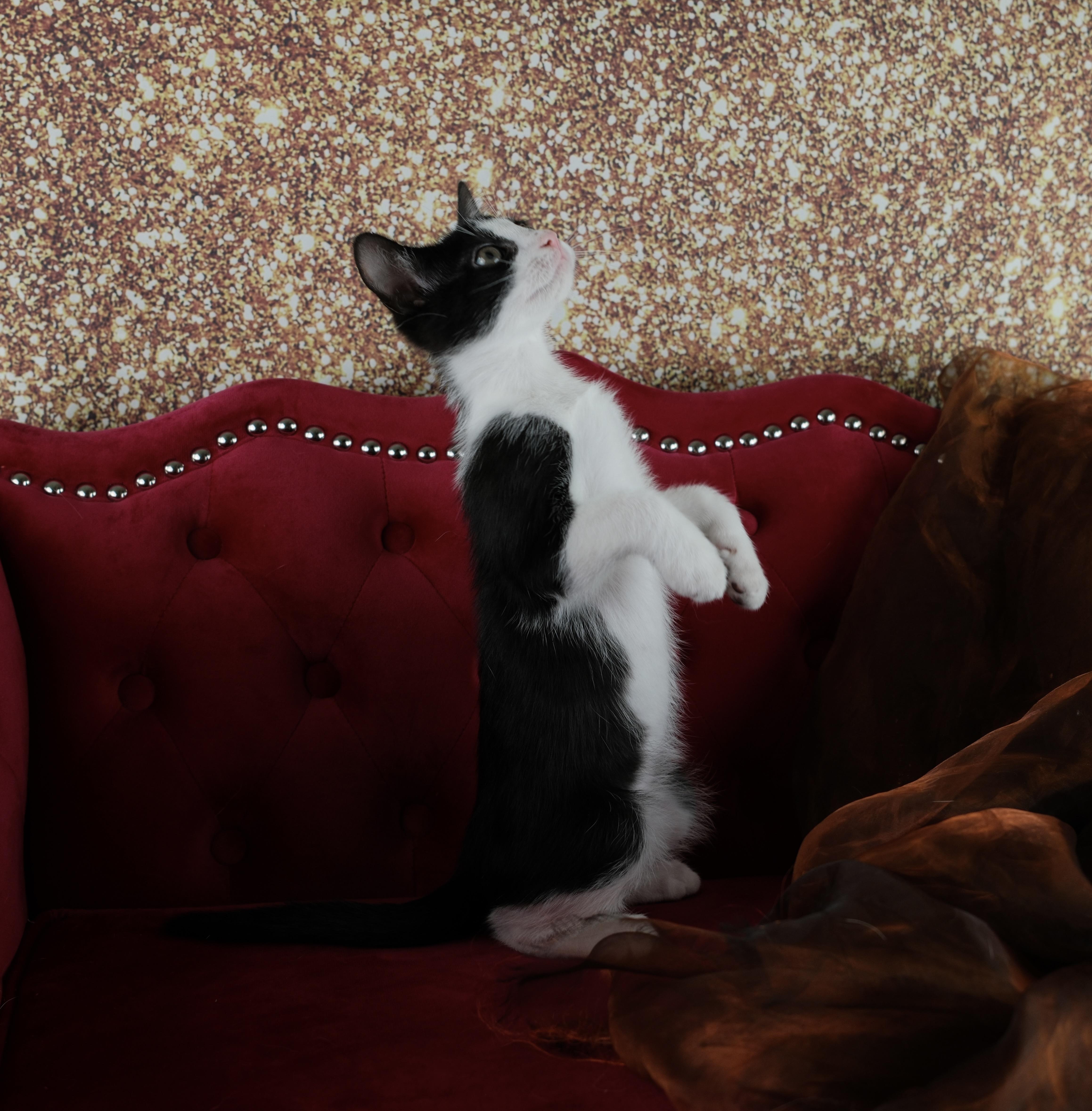 Kaibo, a ADOPTABLE Tuxedo in Houston, TX image 3/6