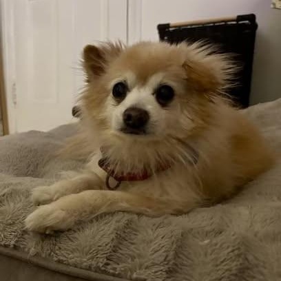 Enlarge Brady, a Adoptable Pomeranian in Rockville, MD image 4/5