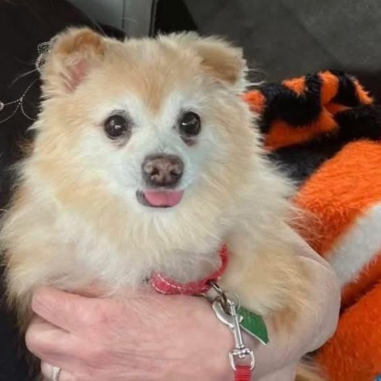 Enlarge Brady, a Adoptable Pomeranian in Rockville, MD image 2/6