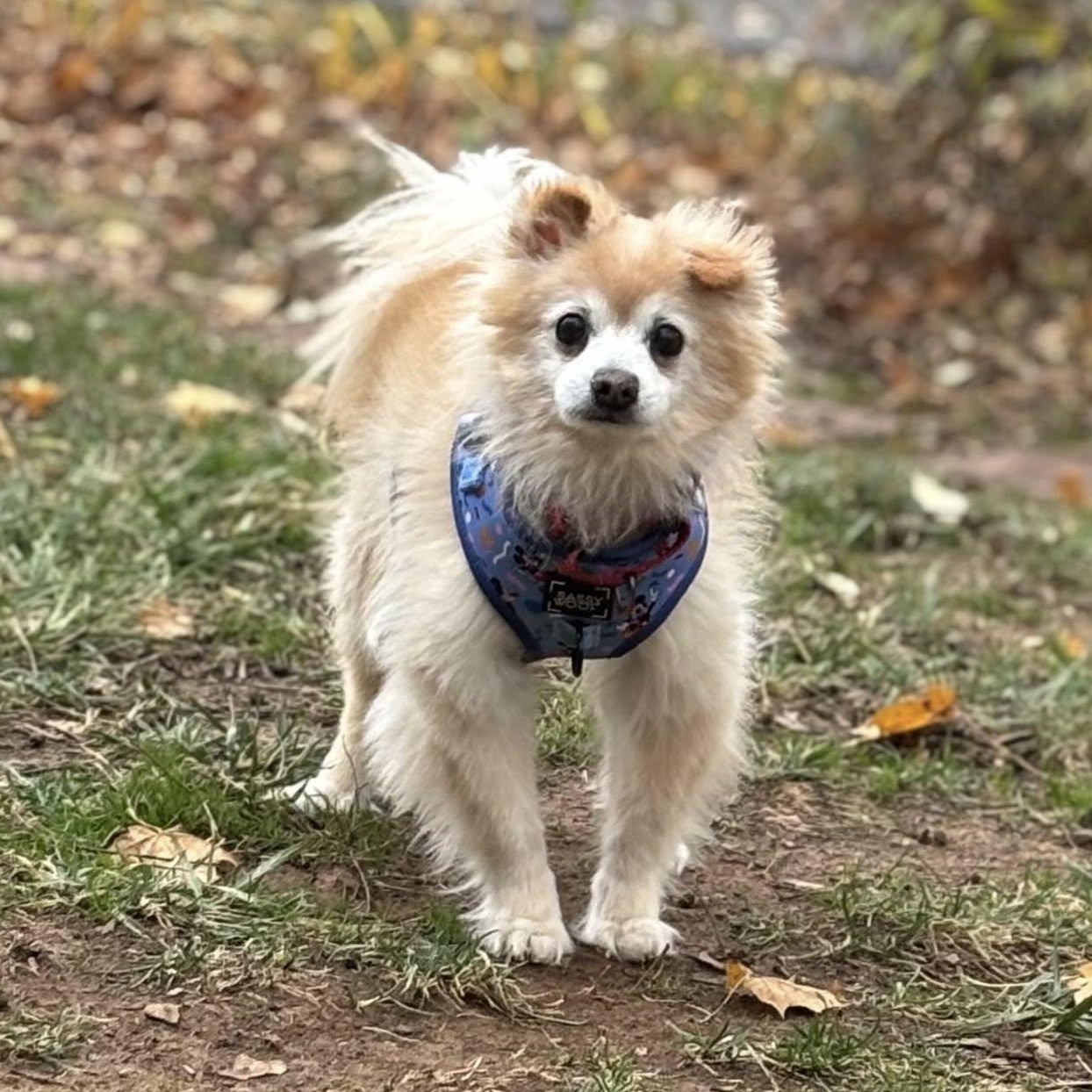 Enlarge Brady, a Adoptable Pomeranian in Rockville, MD image 1/6