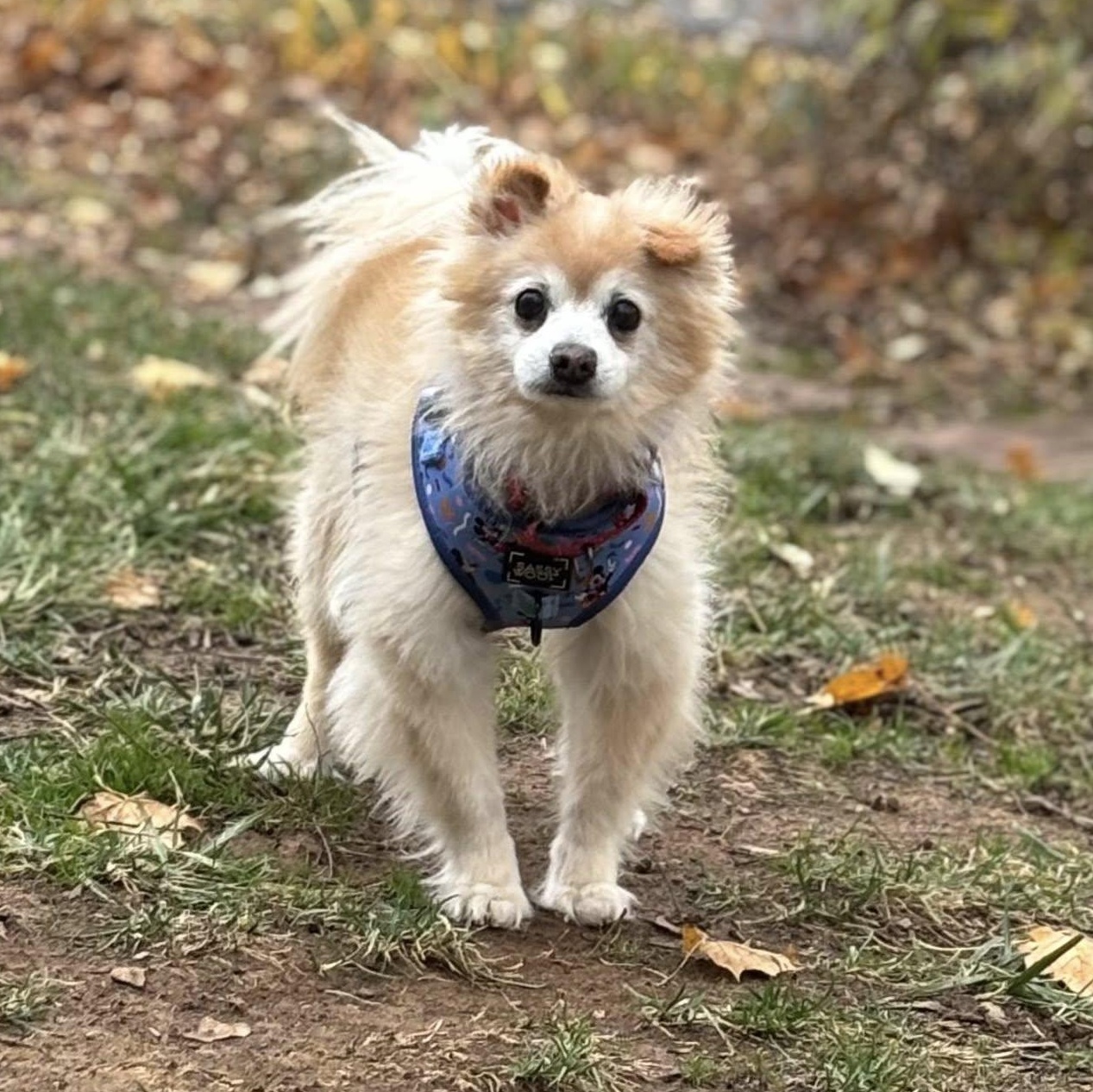 Enlarge Brady, a Adoptable Pomeranian in Rockville, MD image 5/5