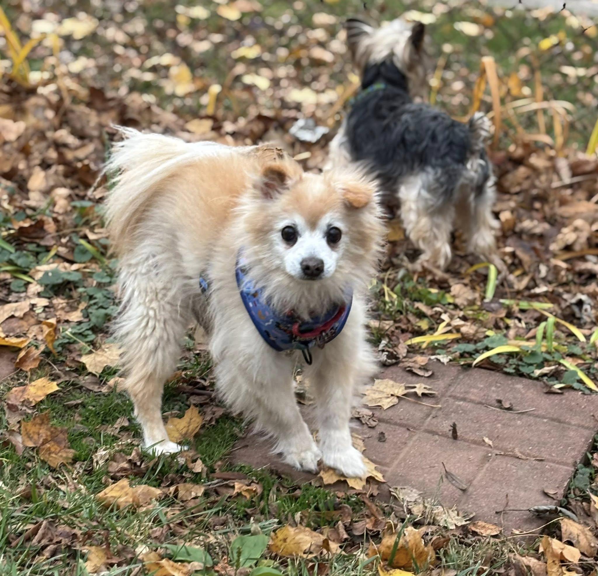 Enlarge Brady, a Adoptable Pomeranian in Rockville, MD image 3/6