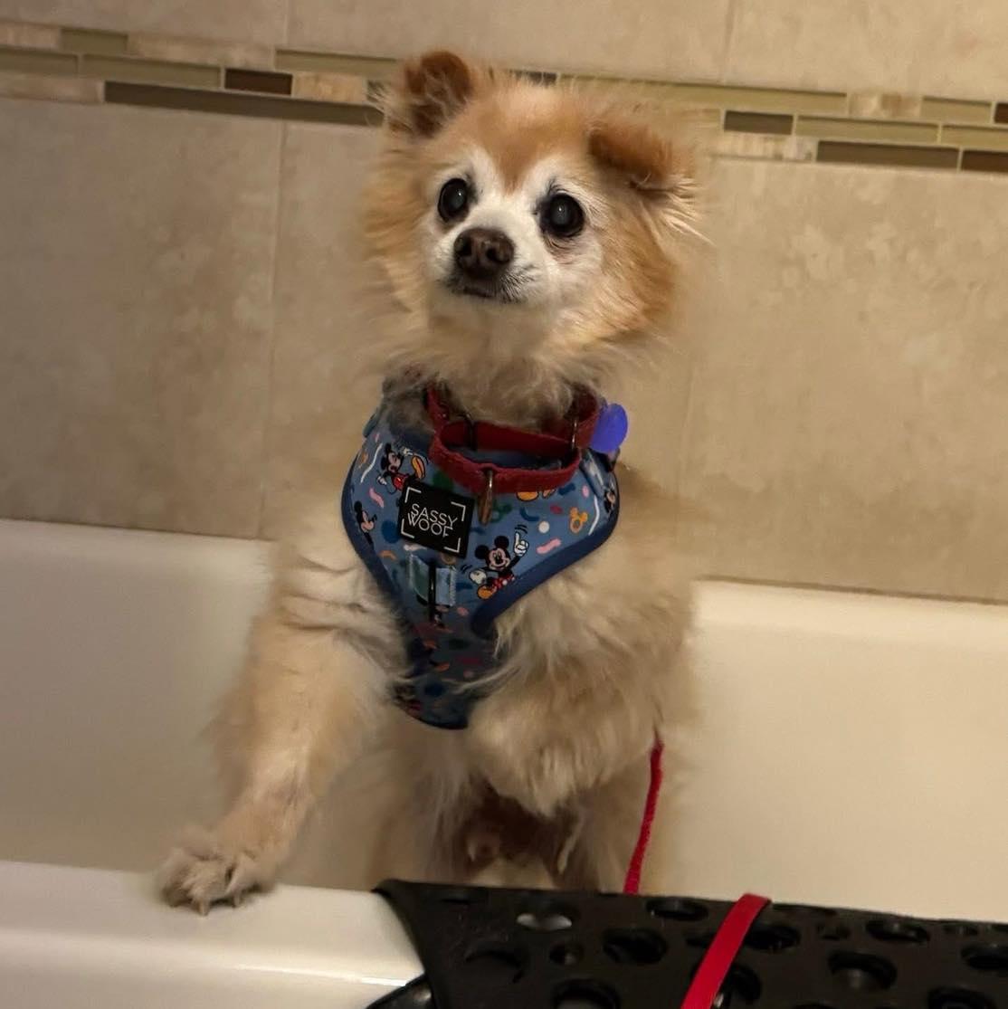 Enlarge Brady, a Adoptable Pomeranian in Rockville, MD image 5/6