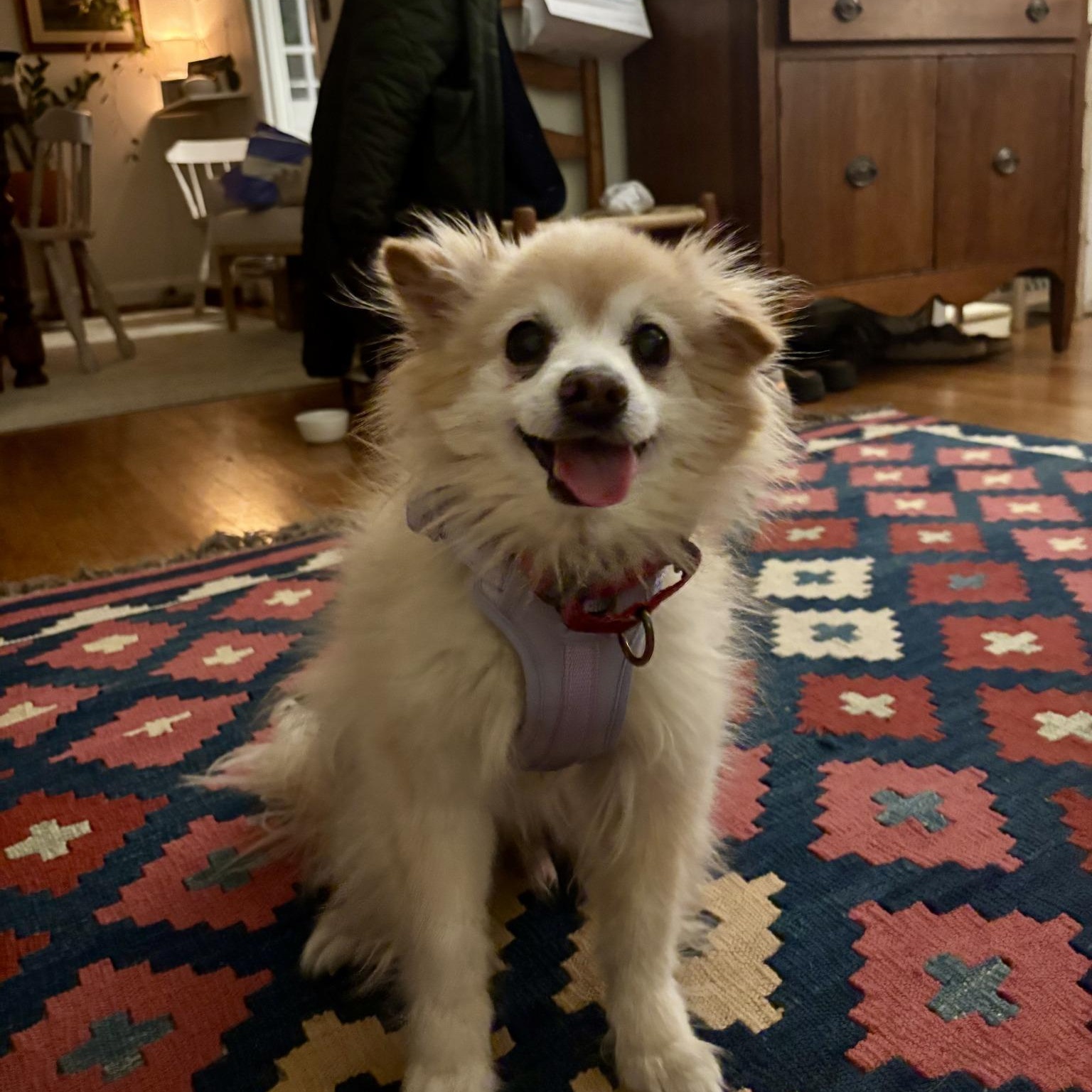 Brady, Adoptable, Senior Male Pomeranian.