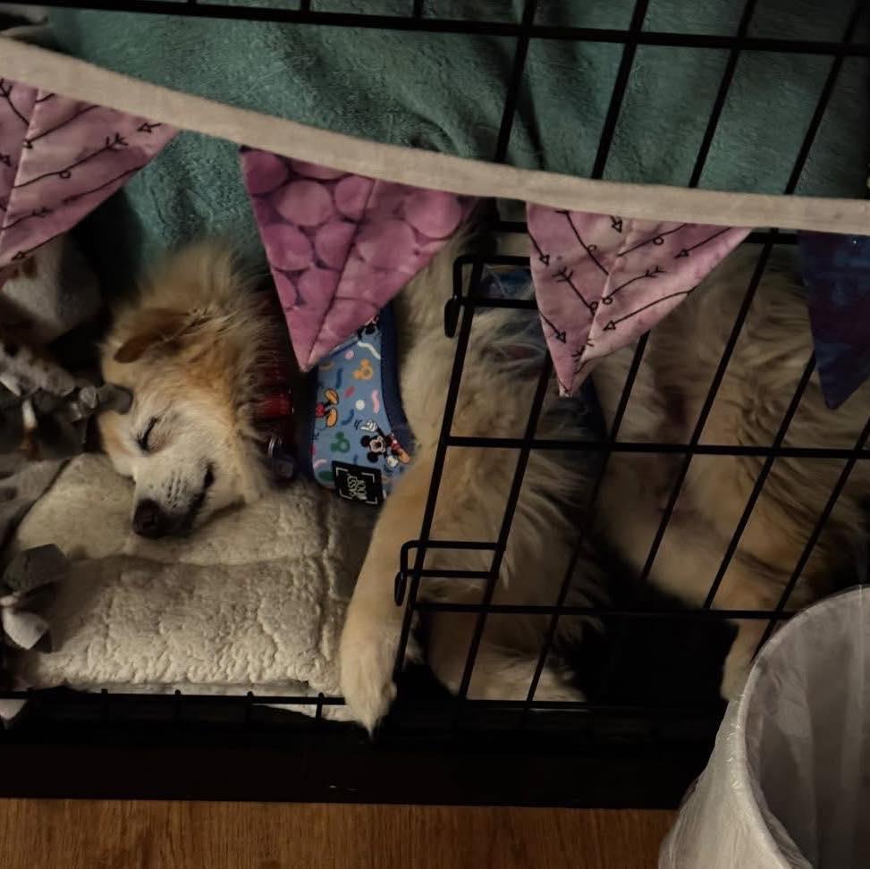 Enlarge Brady, a Adoptable Pomeranian in Rockville, MD image 6/6