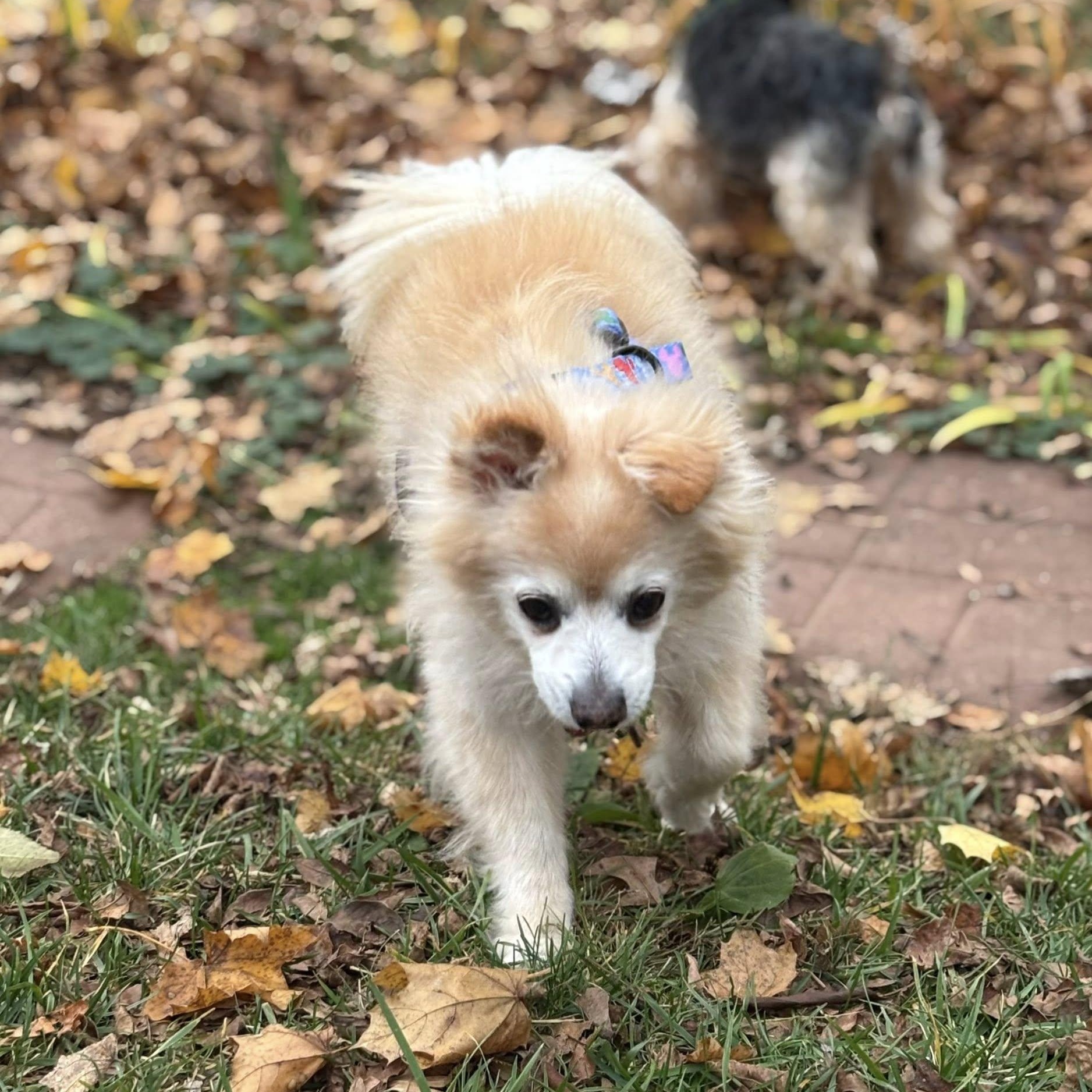 Enlarge Brady, a Adoptable Pomeranian in Rockville, MD image 4/6