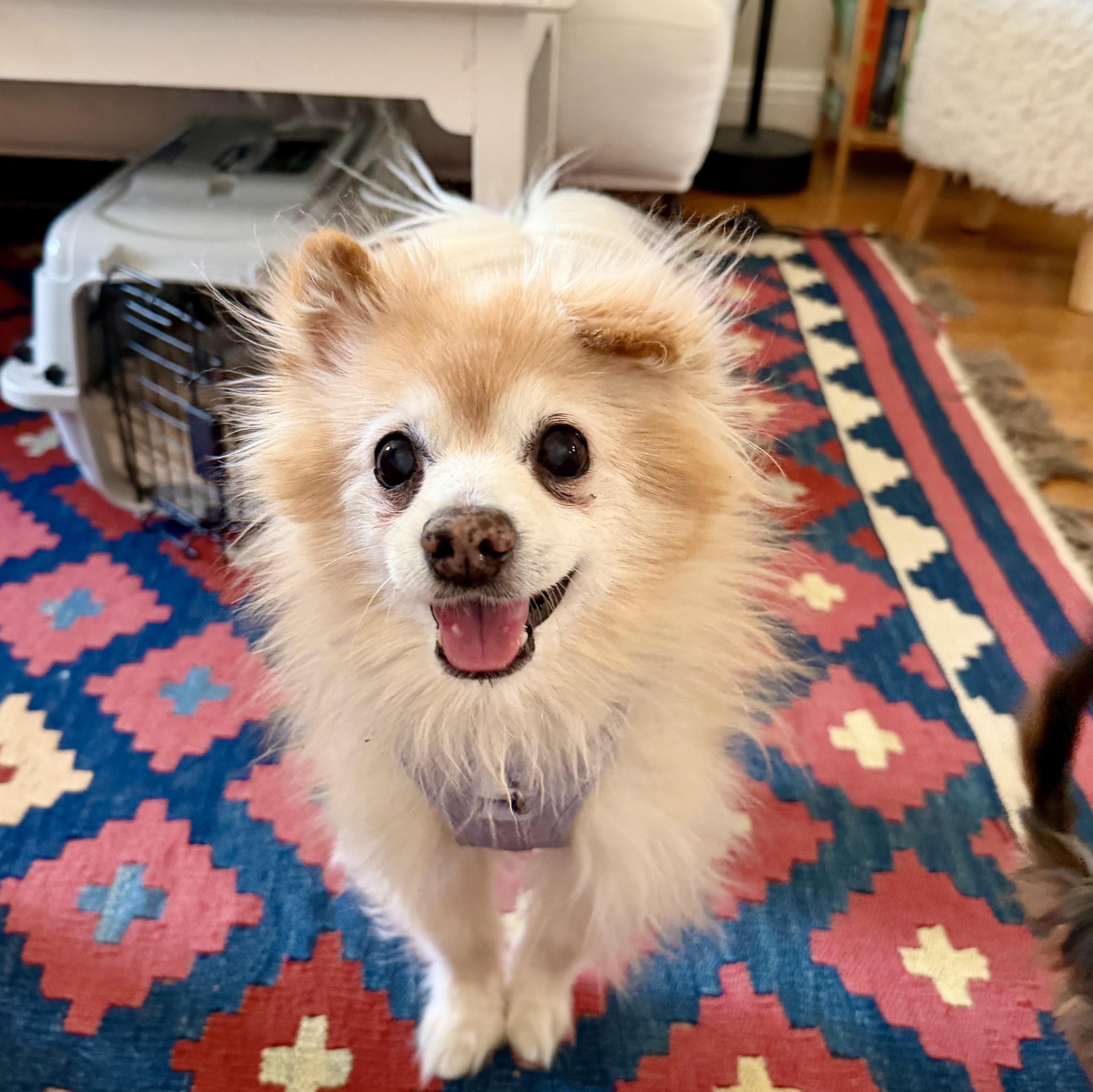 Enlarge Brady, a Adoptable Pomeranian in Rockville, MD image 1/6