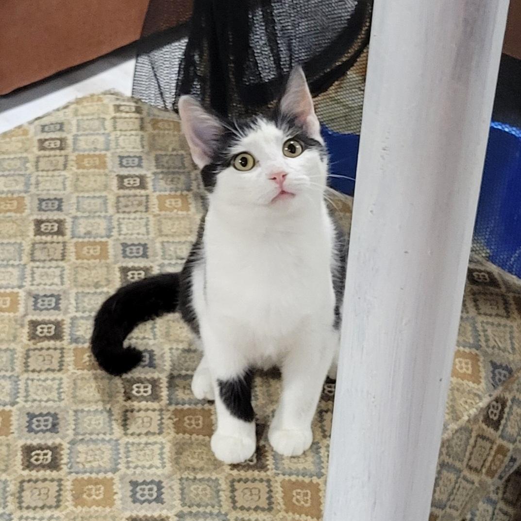 Enlarge Rose, a Adoptable mixed breed in Lake Orion, MI image 1/6