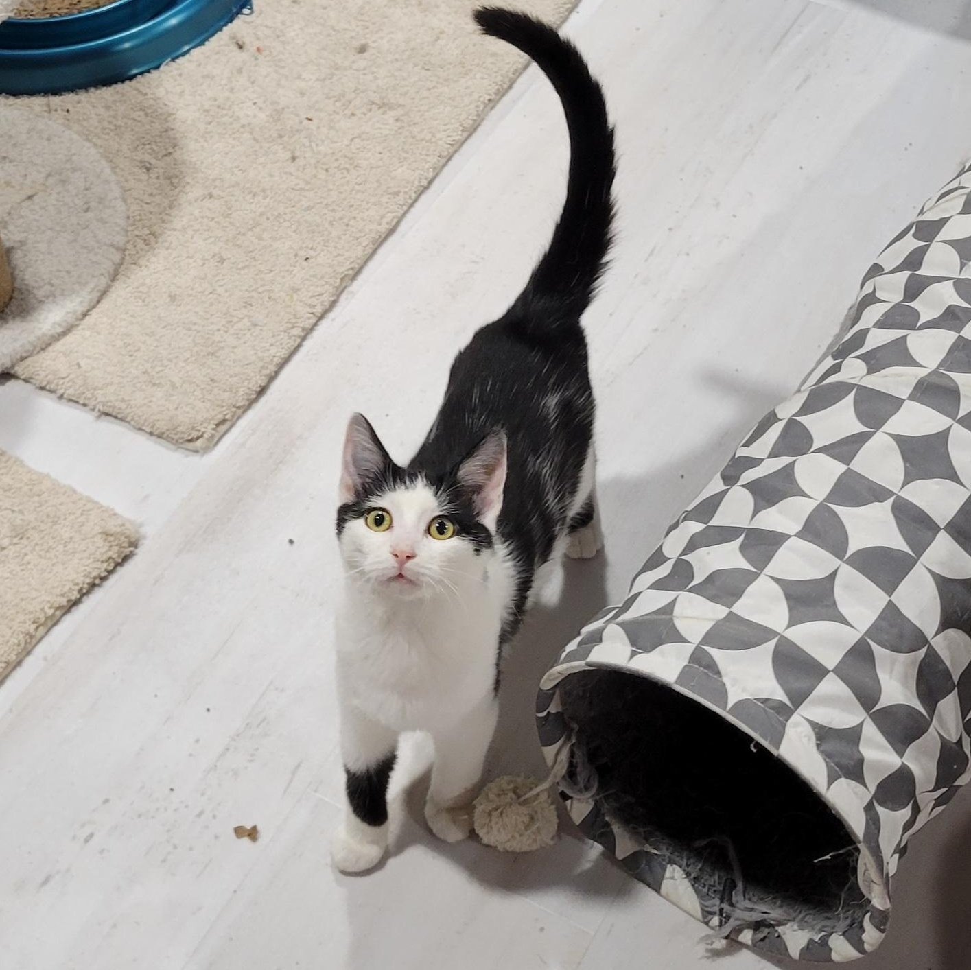 Enlarge Rose, a Adoptable mixed breed in Lake Orion, MI image 2/6