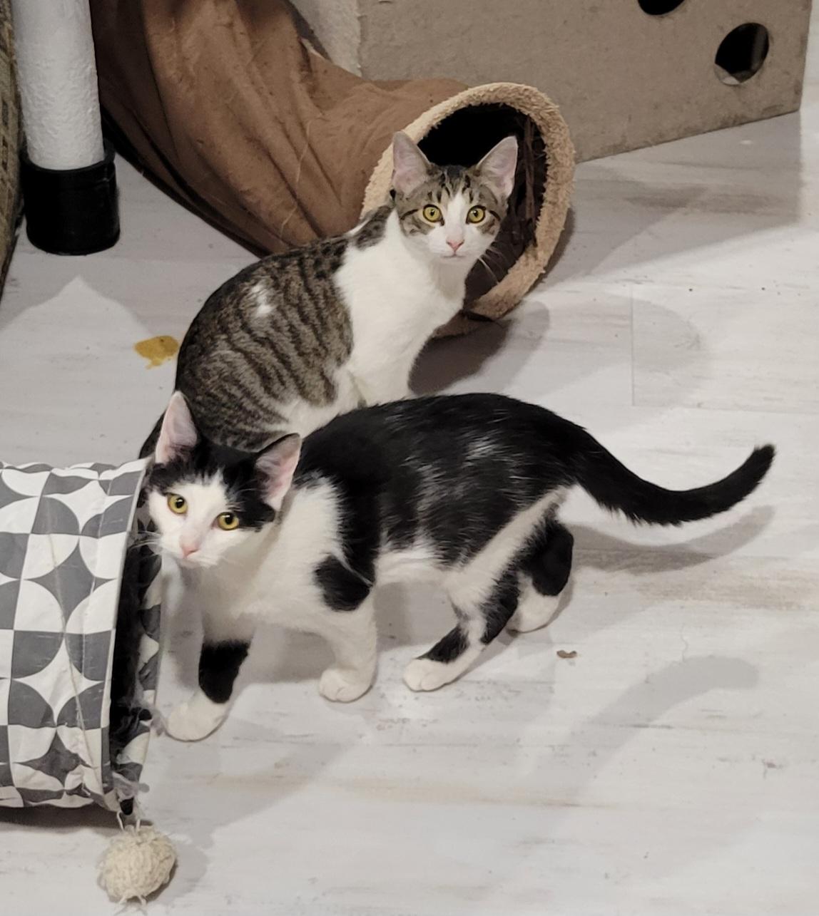 Enlarge Rose, a Adoptable mixed breed in Lake Orion, MI image 3/6