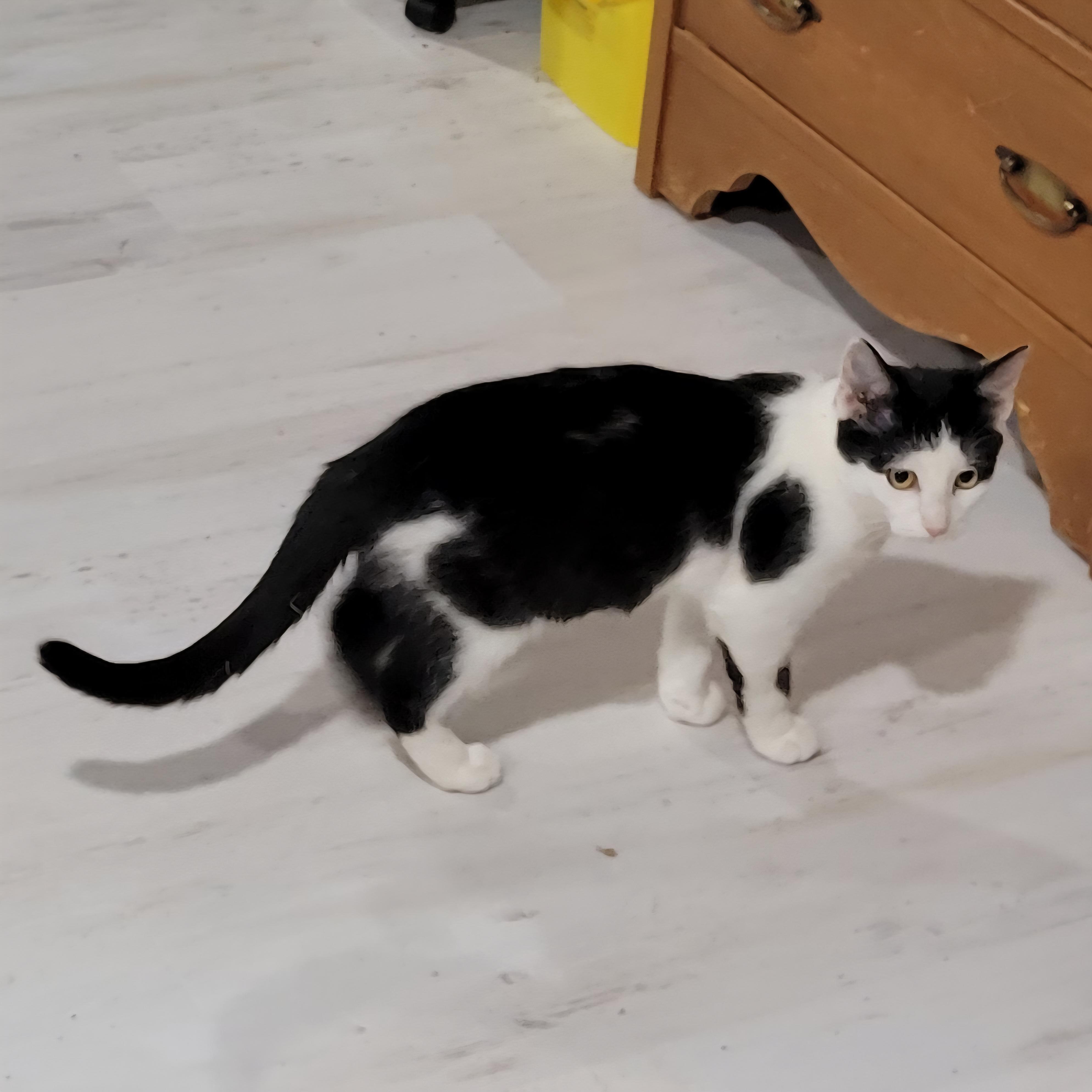 Enlarge Rose, a Adoptable mixed breed in Lake Orion, MI image 4/6